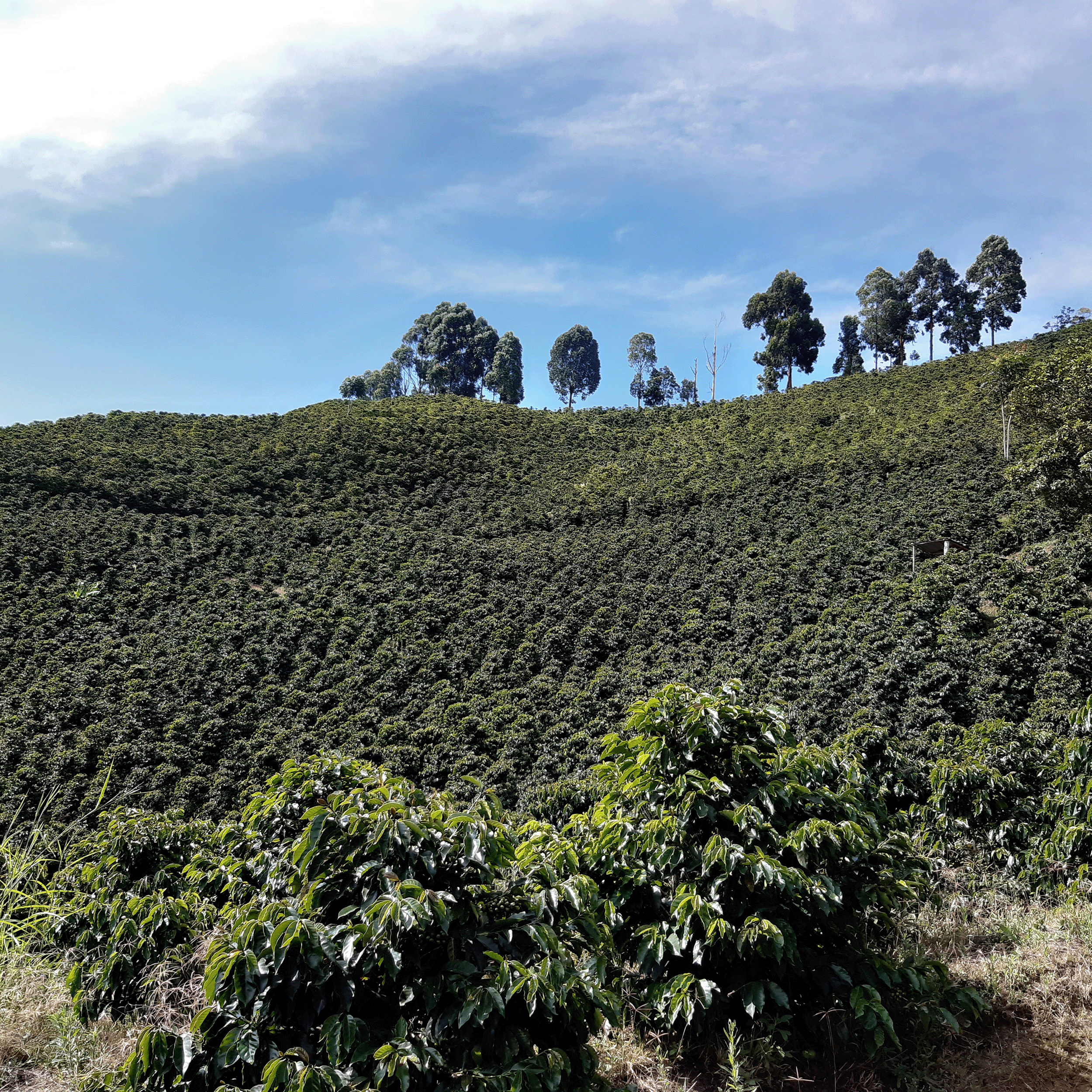 Colombia El Diviso Pearl Reserve