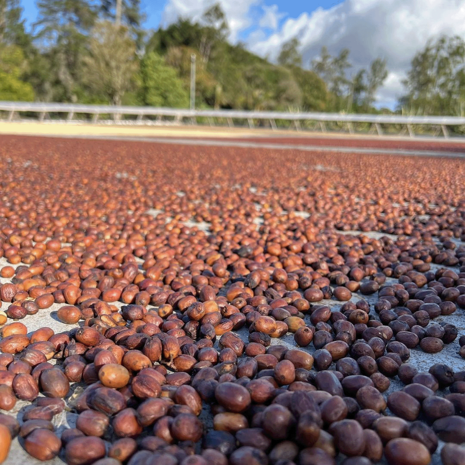 El Salvador Jasal Orange Geisha Anaerobic Natural