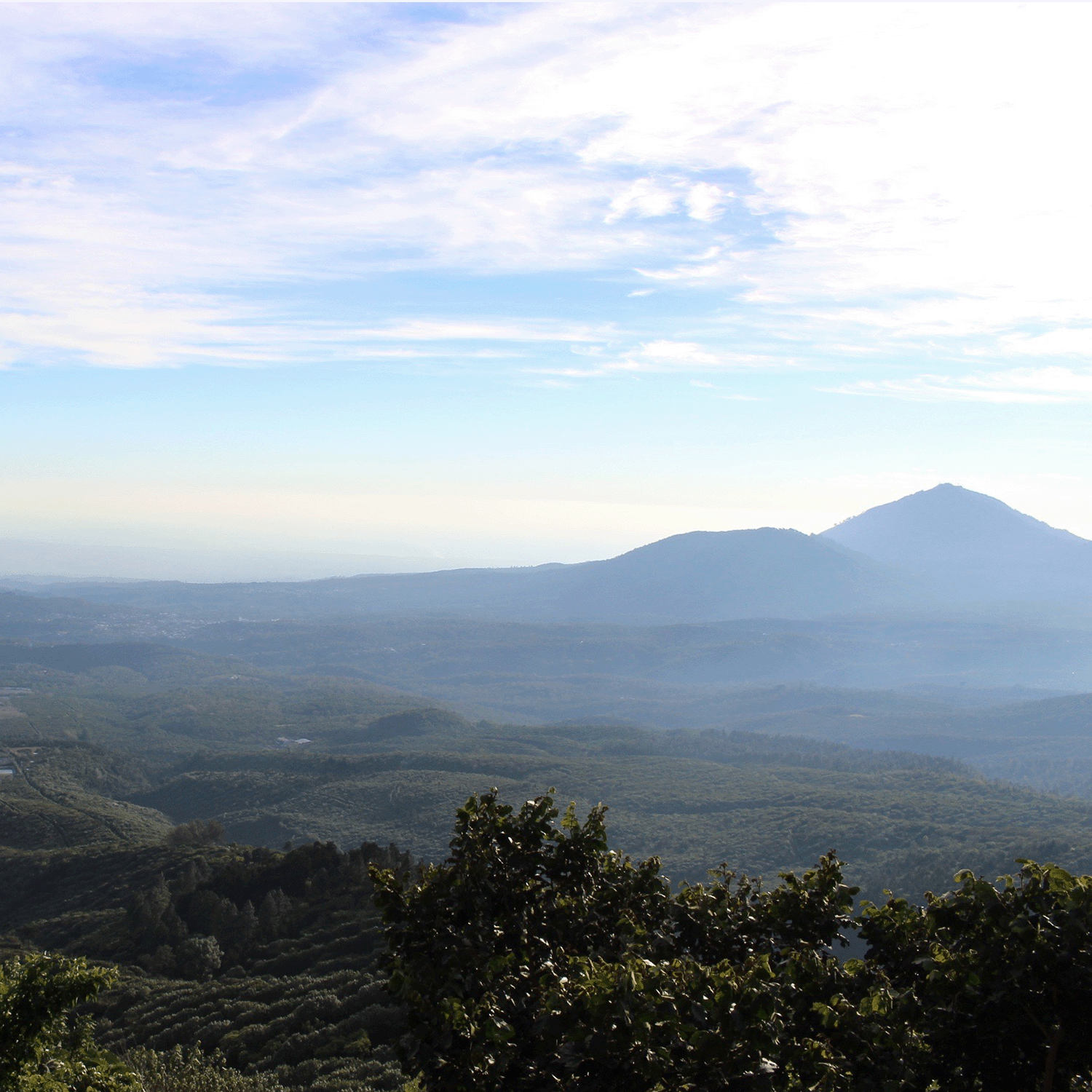 El Salvador Jasal Orange Geisha Anaerobic Natural