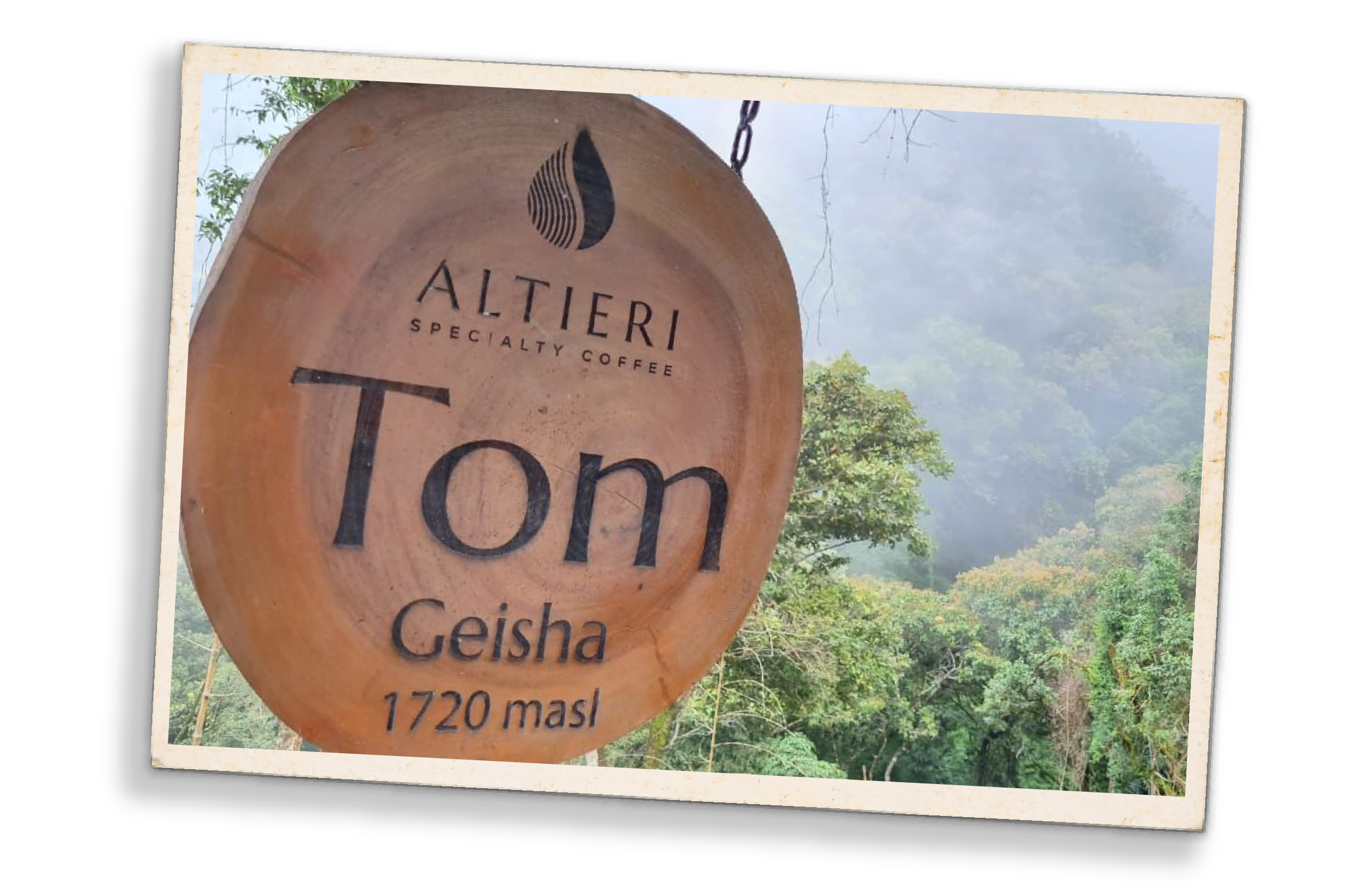 Altieri - Tom Lot Geisha