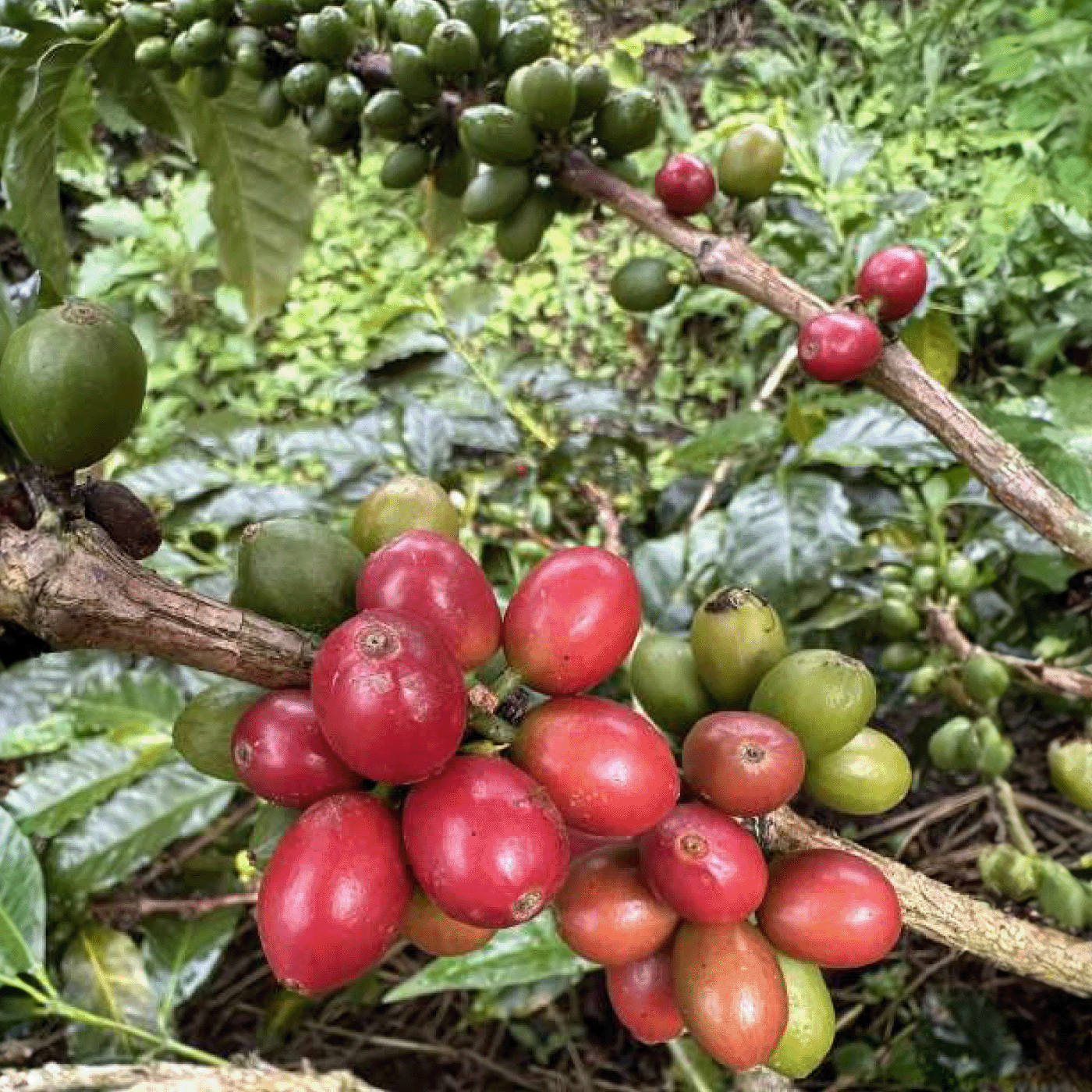 Coffee Farm