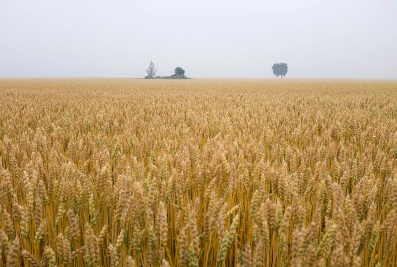 Corn field in Sweden