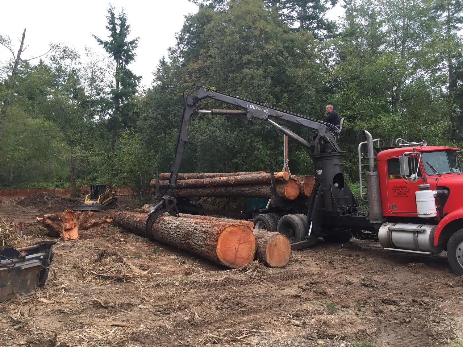 Urban Logging