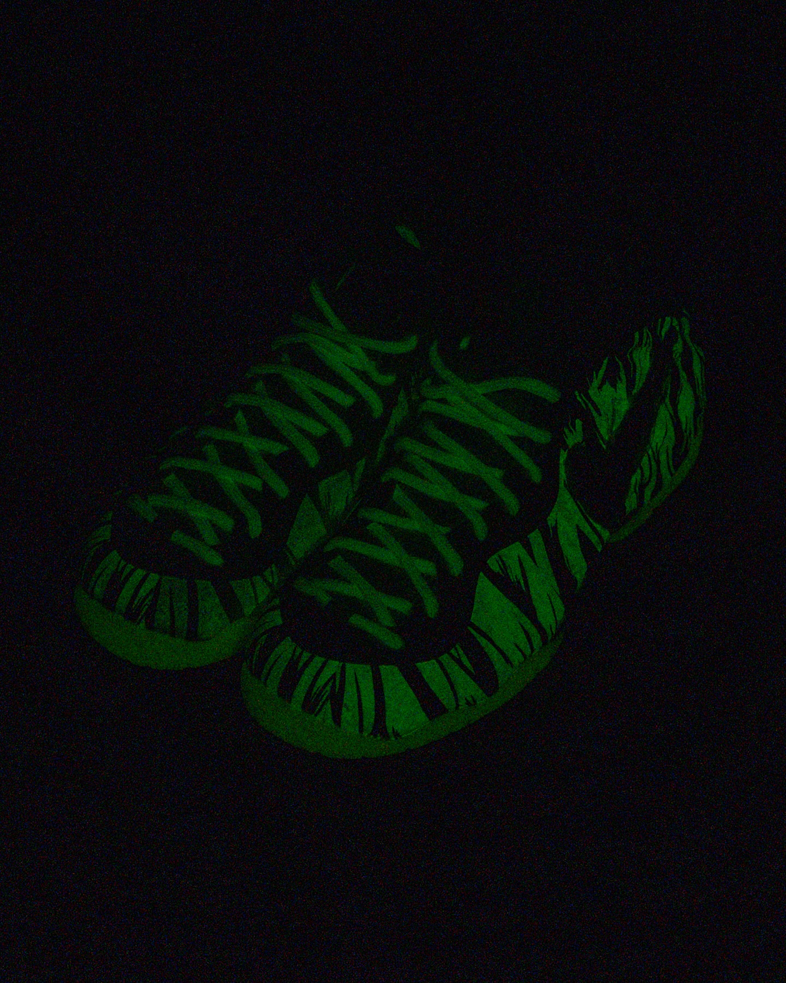 University of Oregon x Nike Air Foamposite Pro "Mummy" releasing in 2026