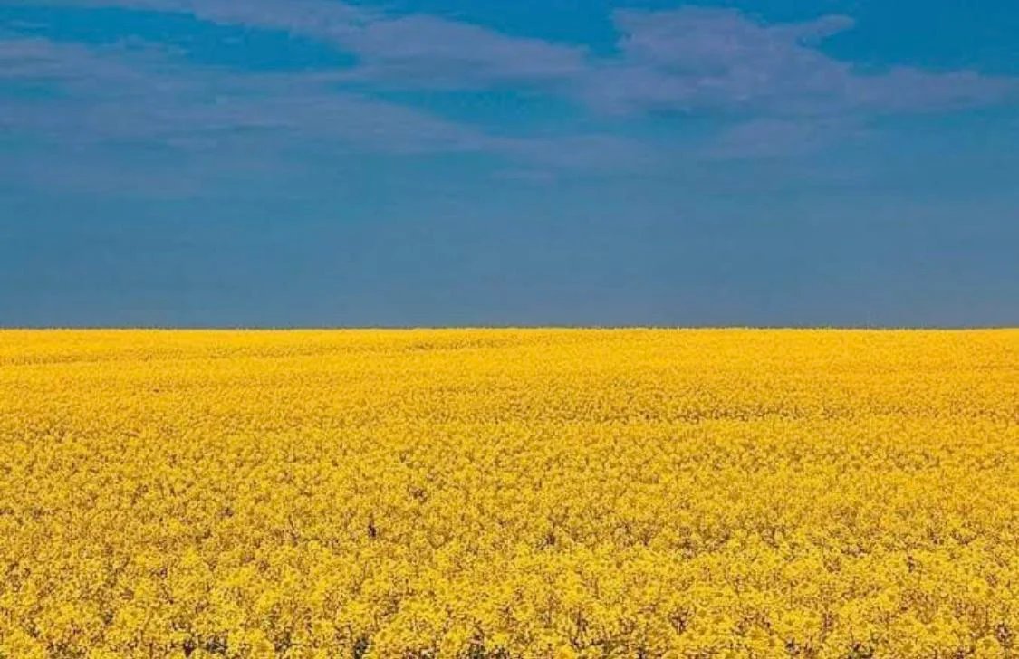 Yellow flower field