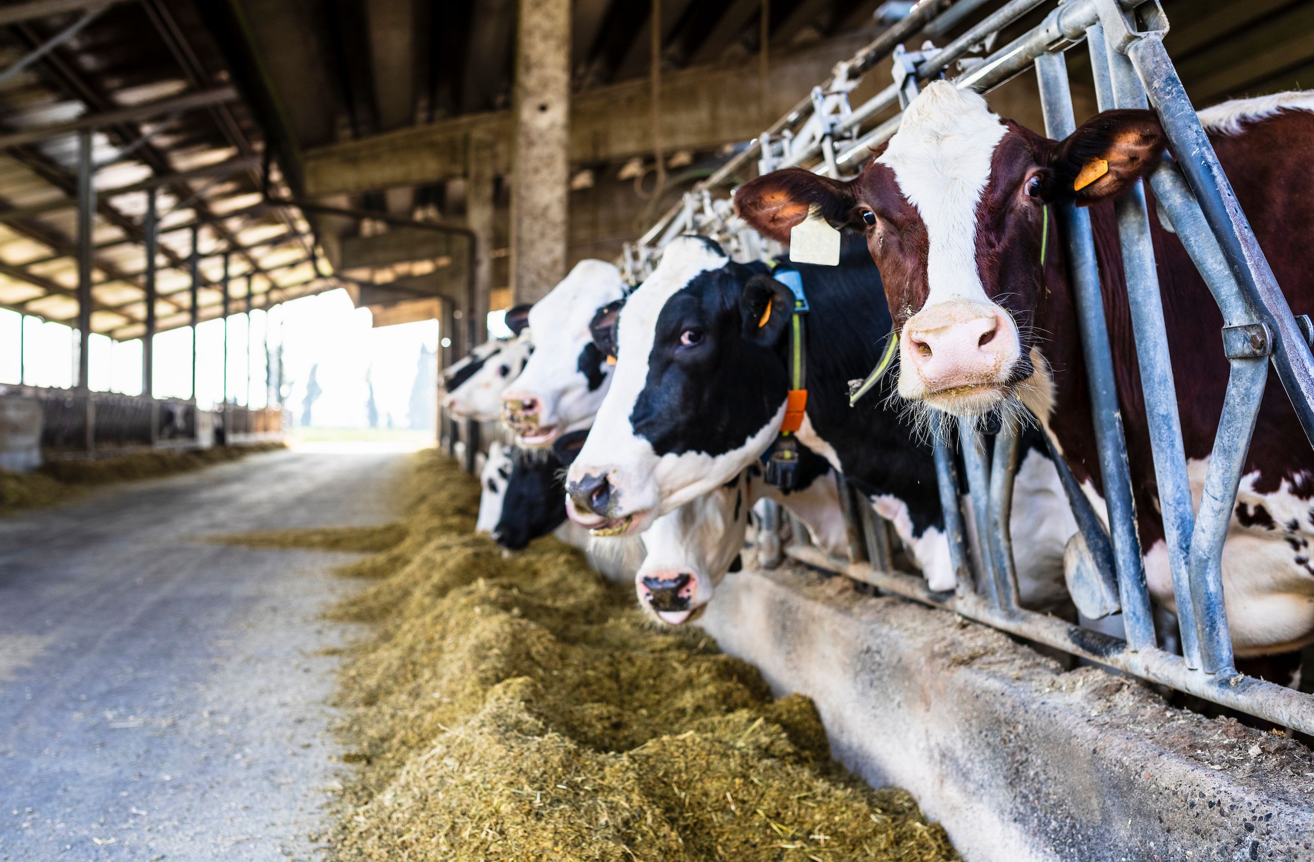 Dairy cows, feeding