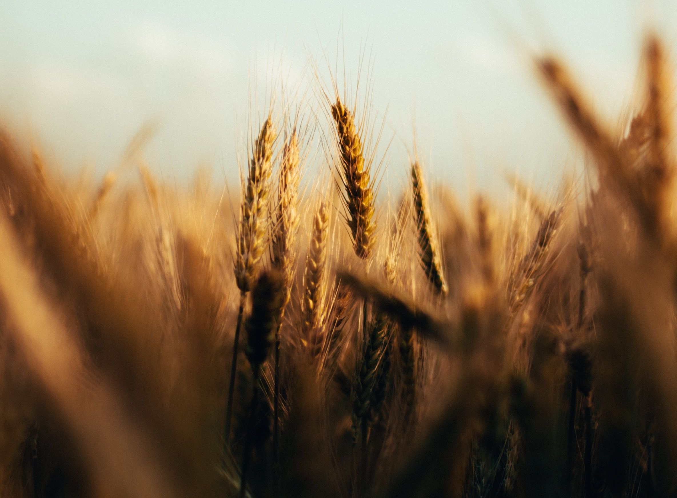 Wheat filed at sunset, close up on the ears of wheat