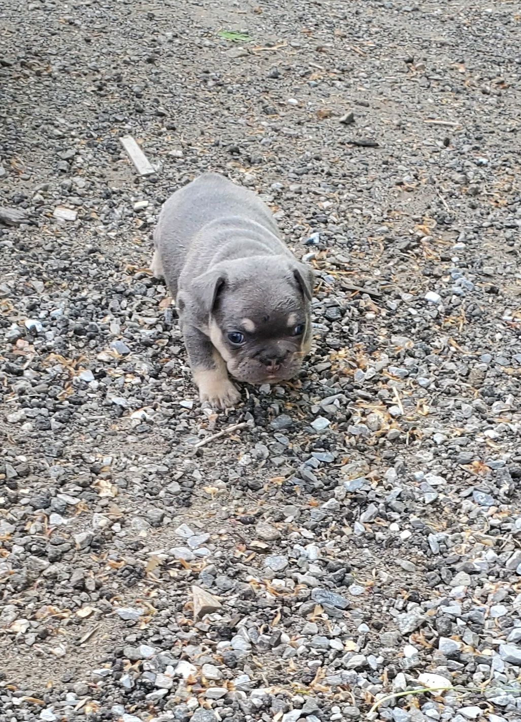 Chiots bouledogue français