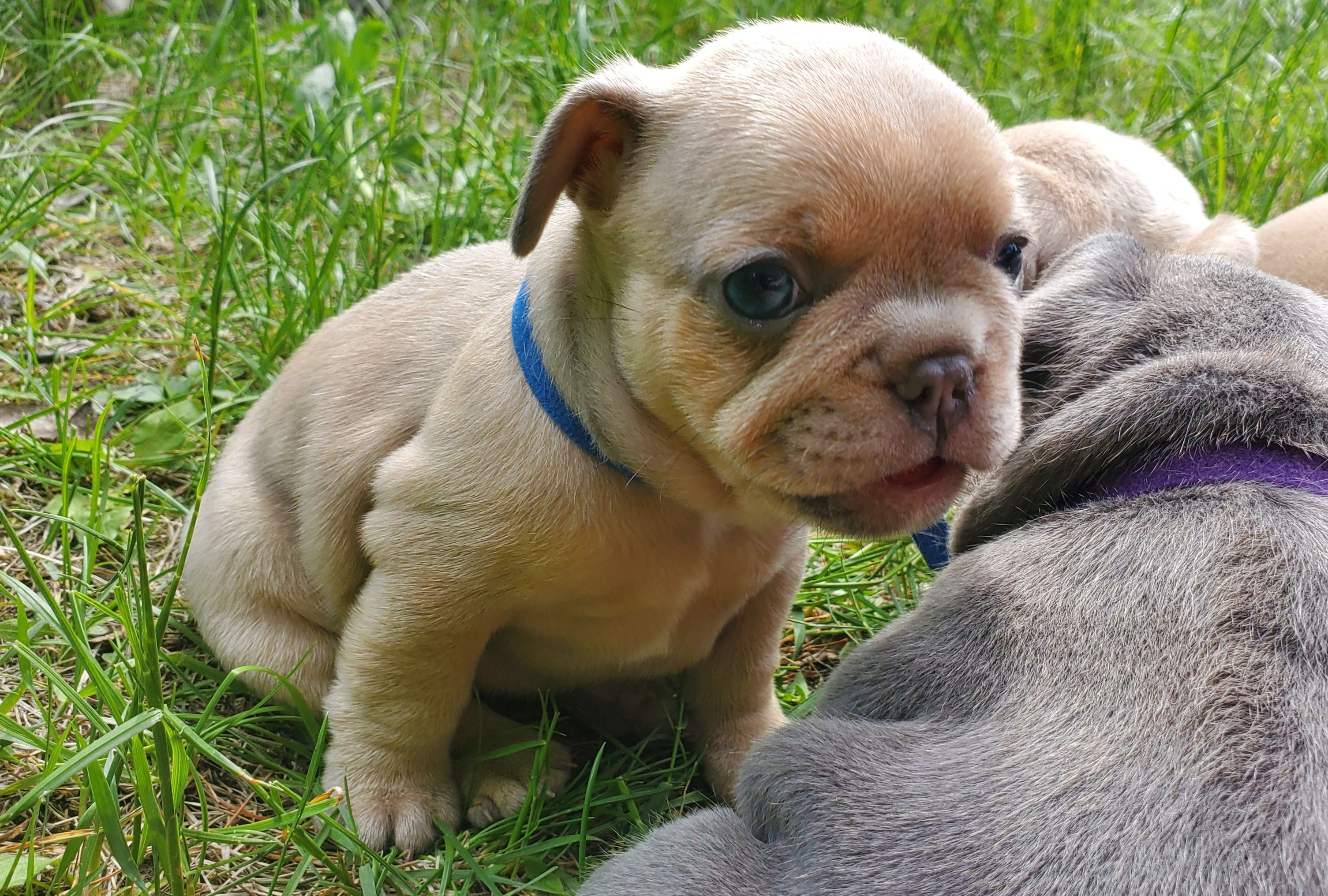 Chiots bouledogue français