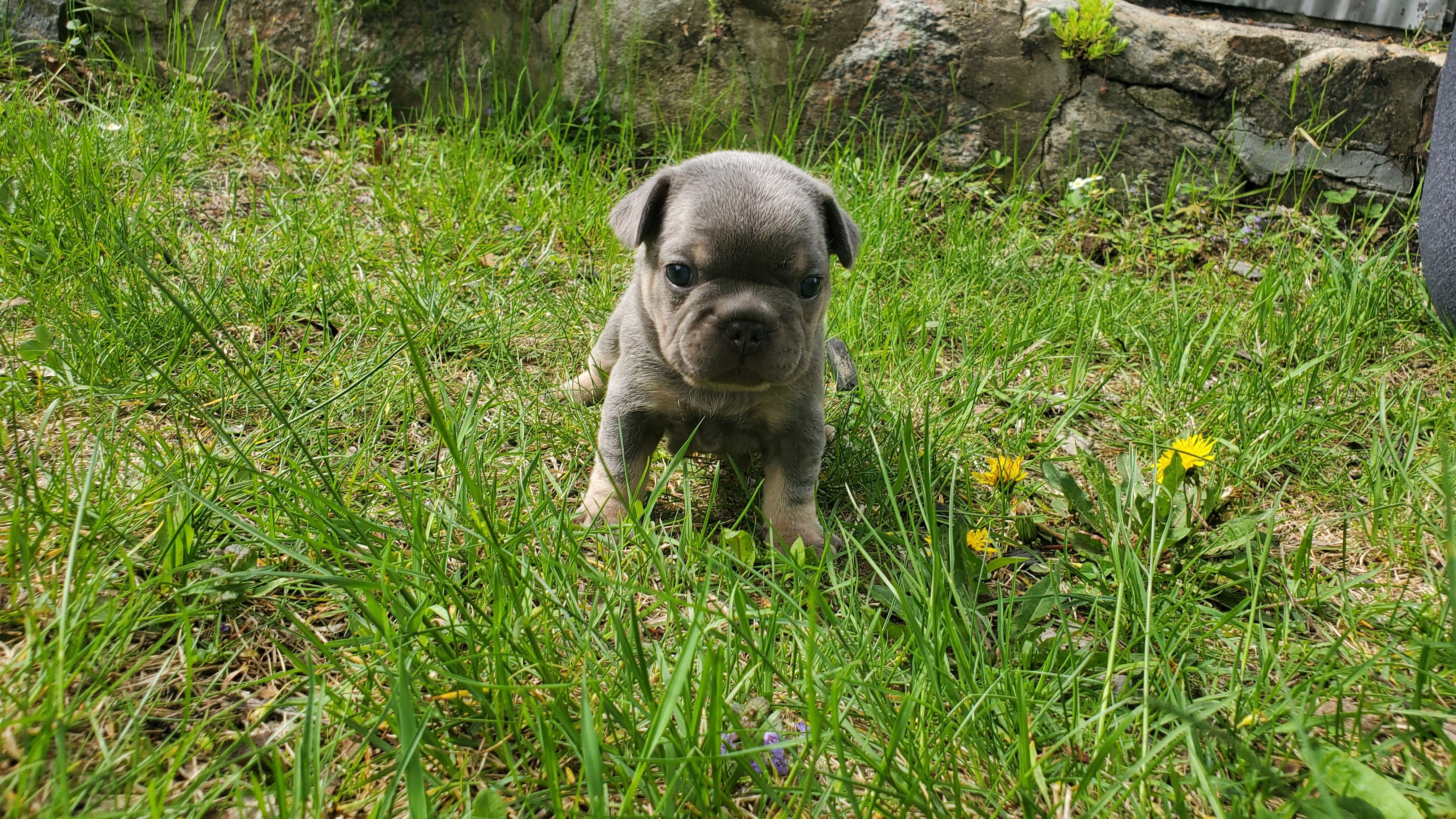 Chiots bouledogue français