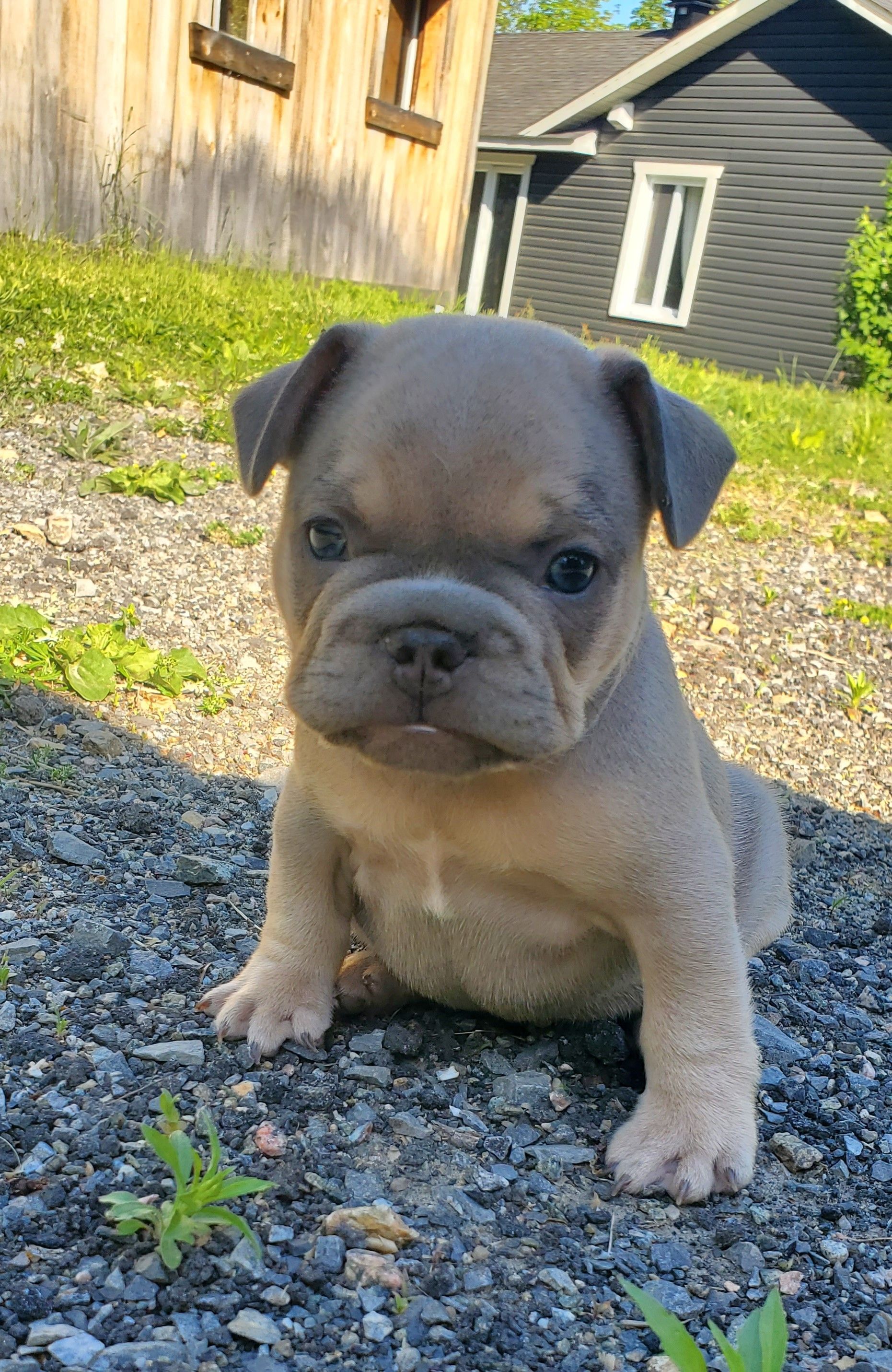 Chiots bouledogue français