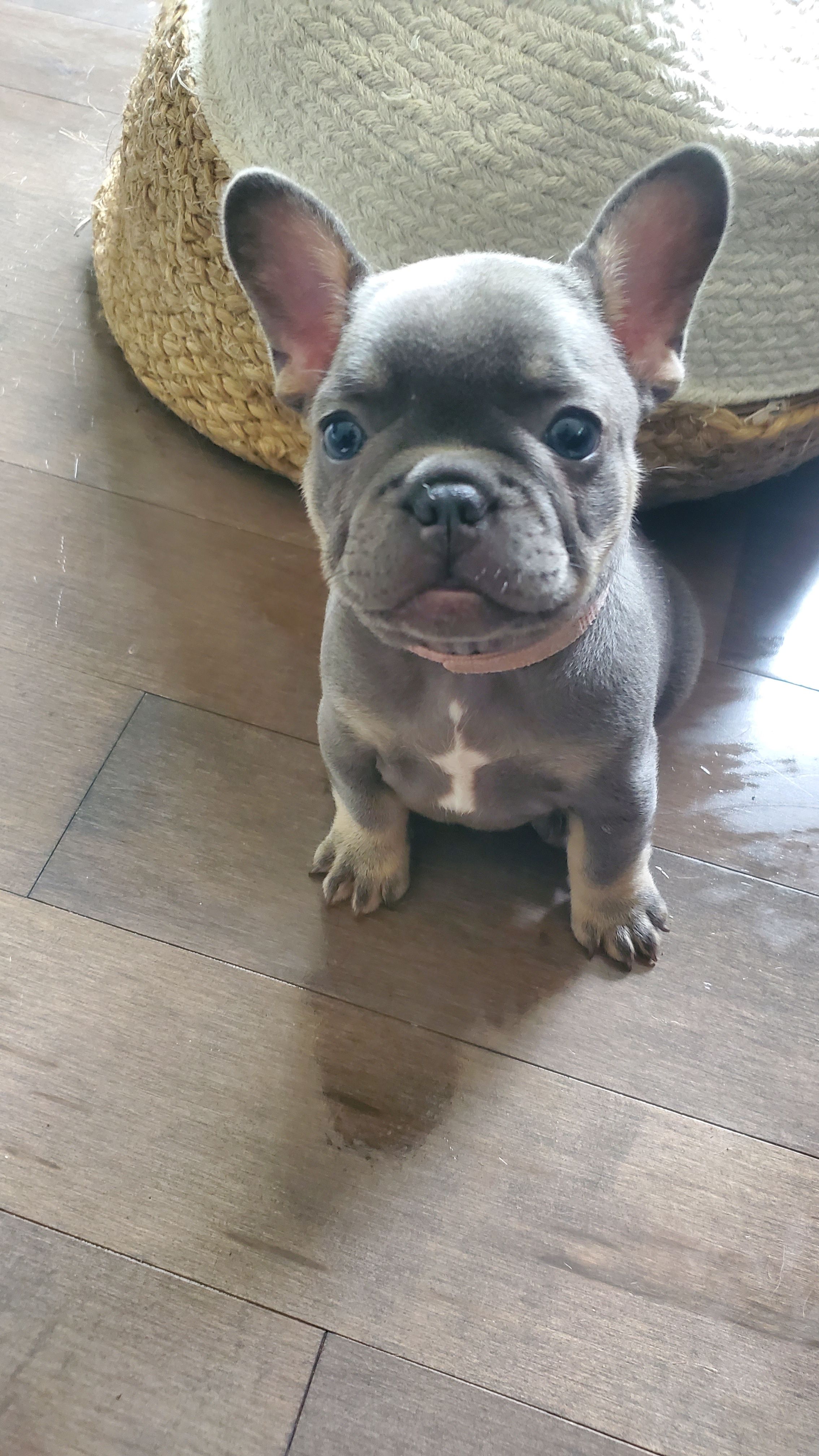 Chiots bouledogue français