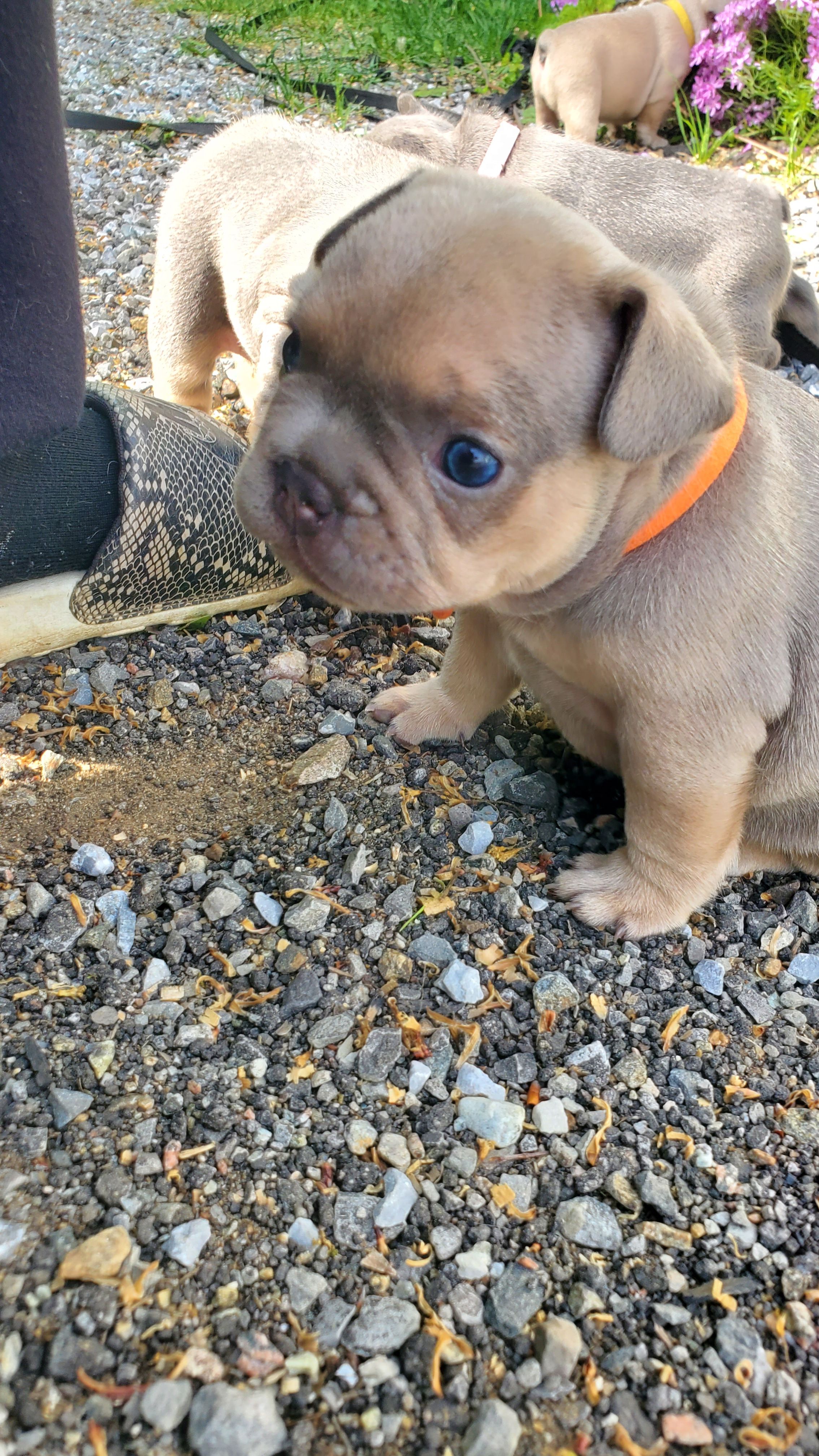 Chiots bouledogue français