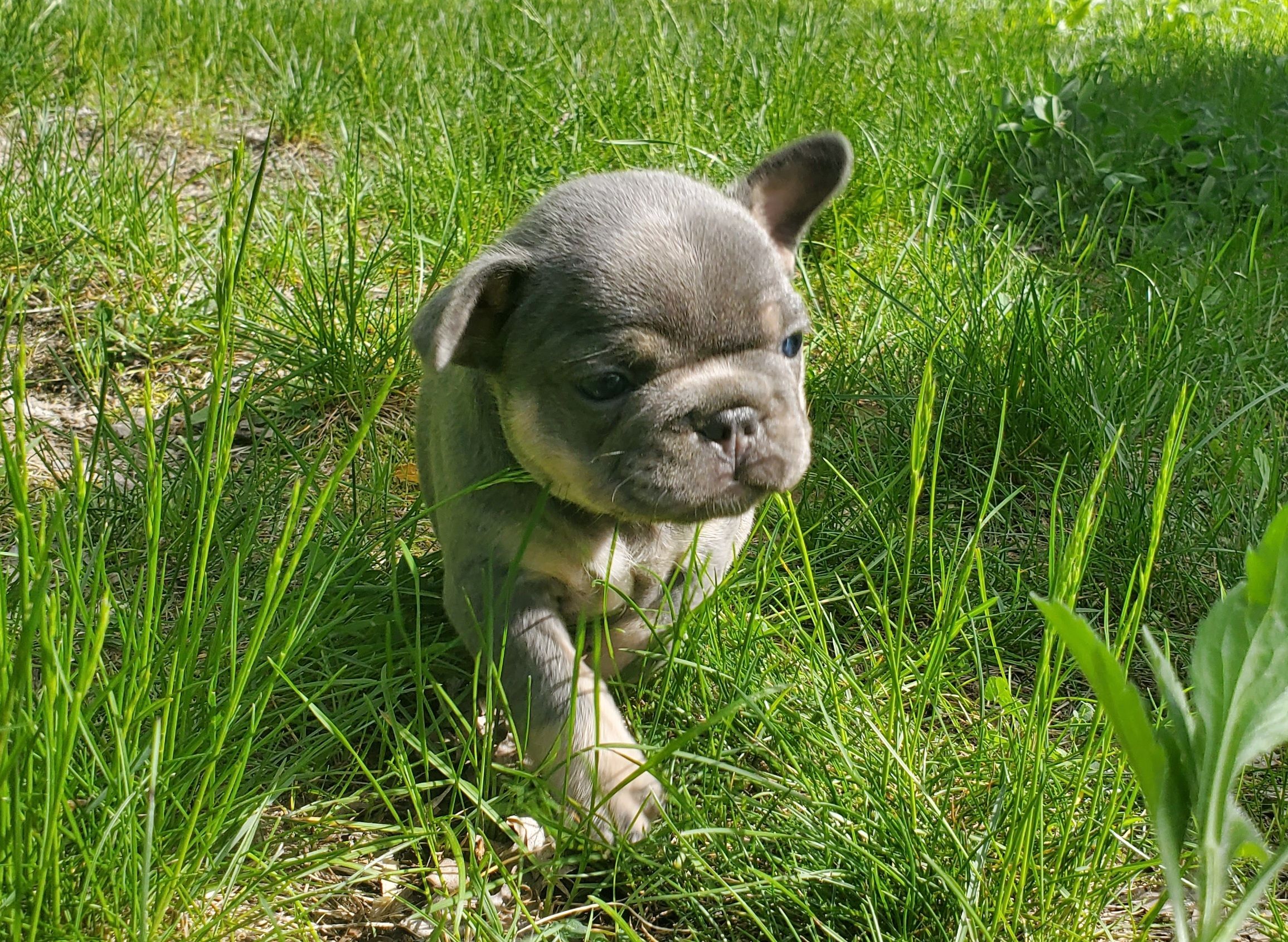 Chiots bouledogue français