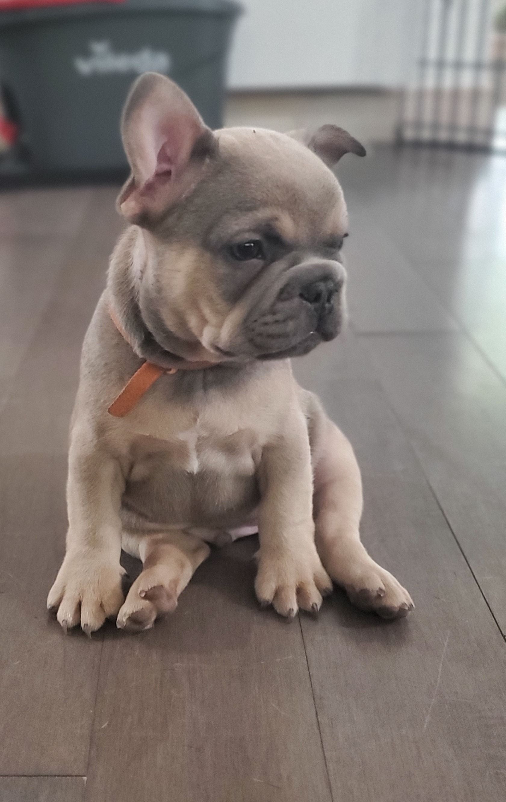 Chiots bouledogue français