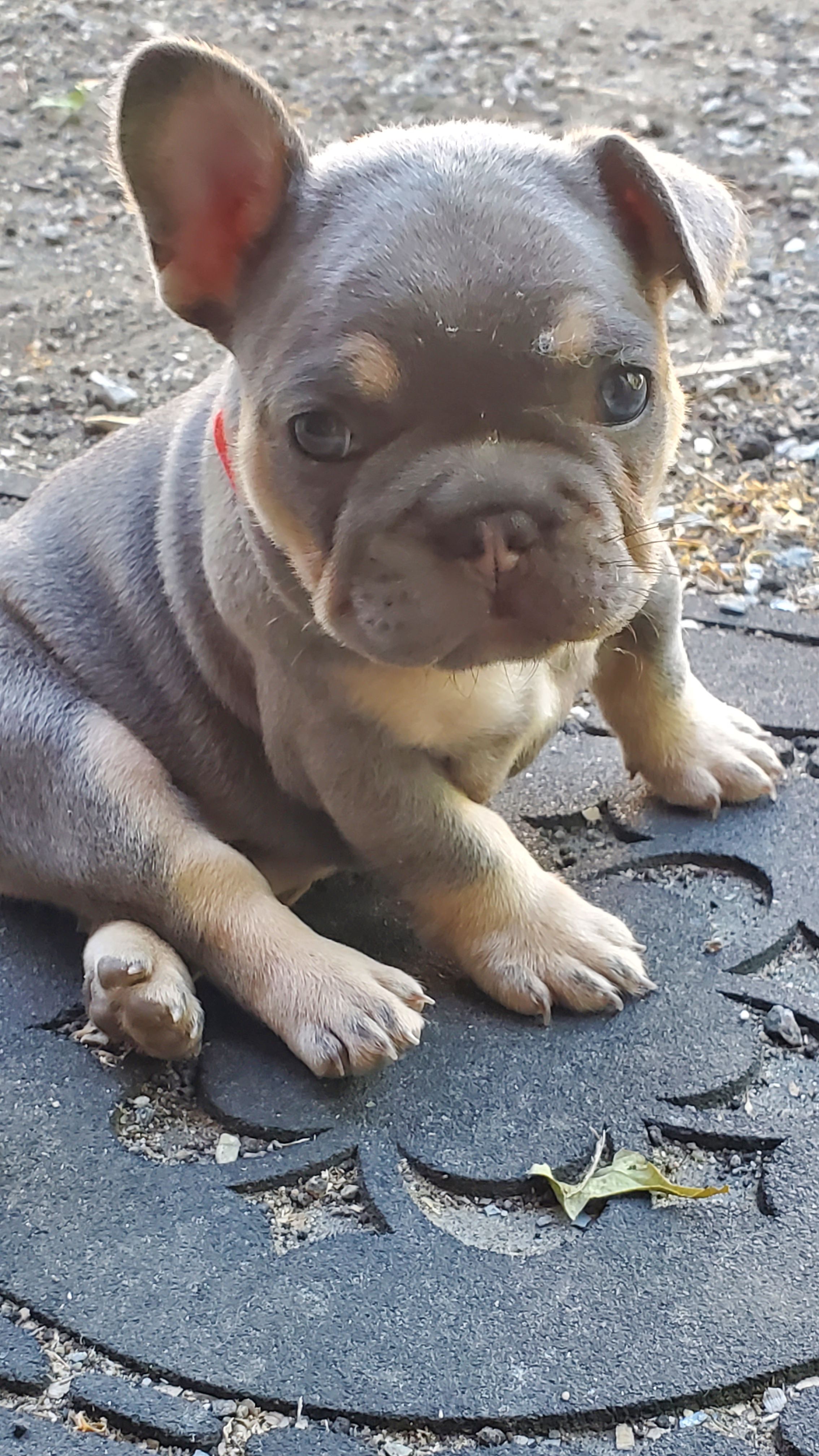 Chiots bouledogue français