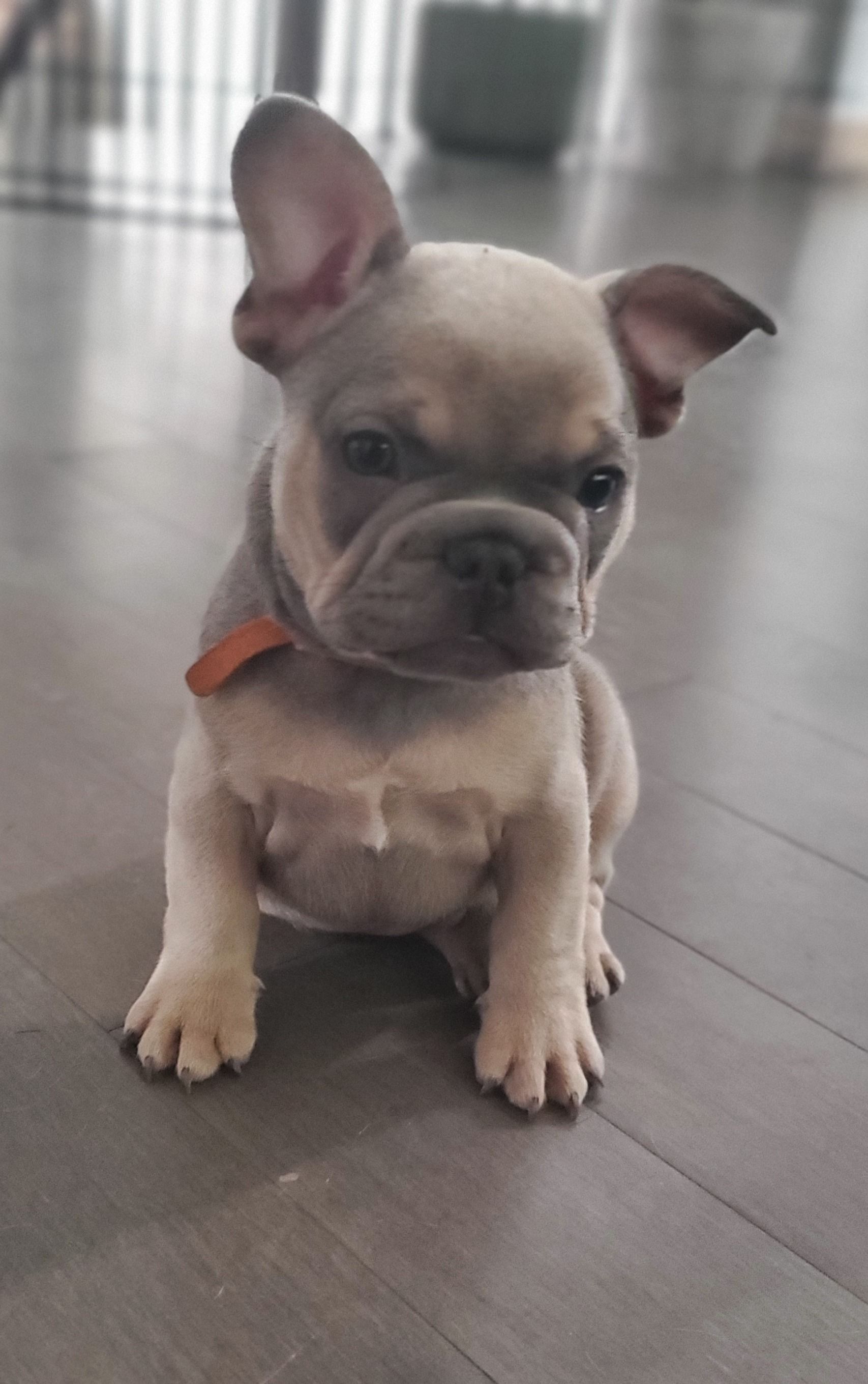 Chiots bouledogue français