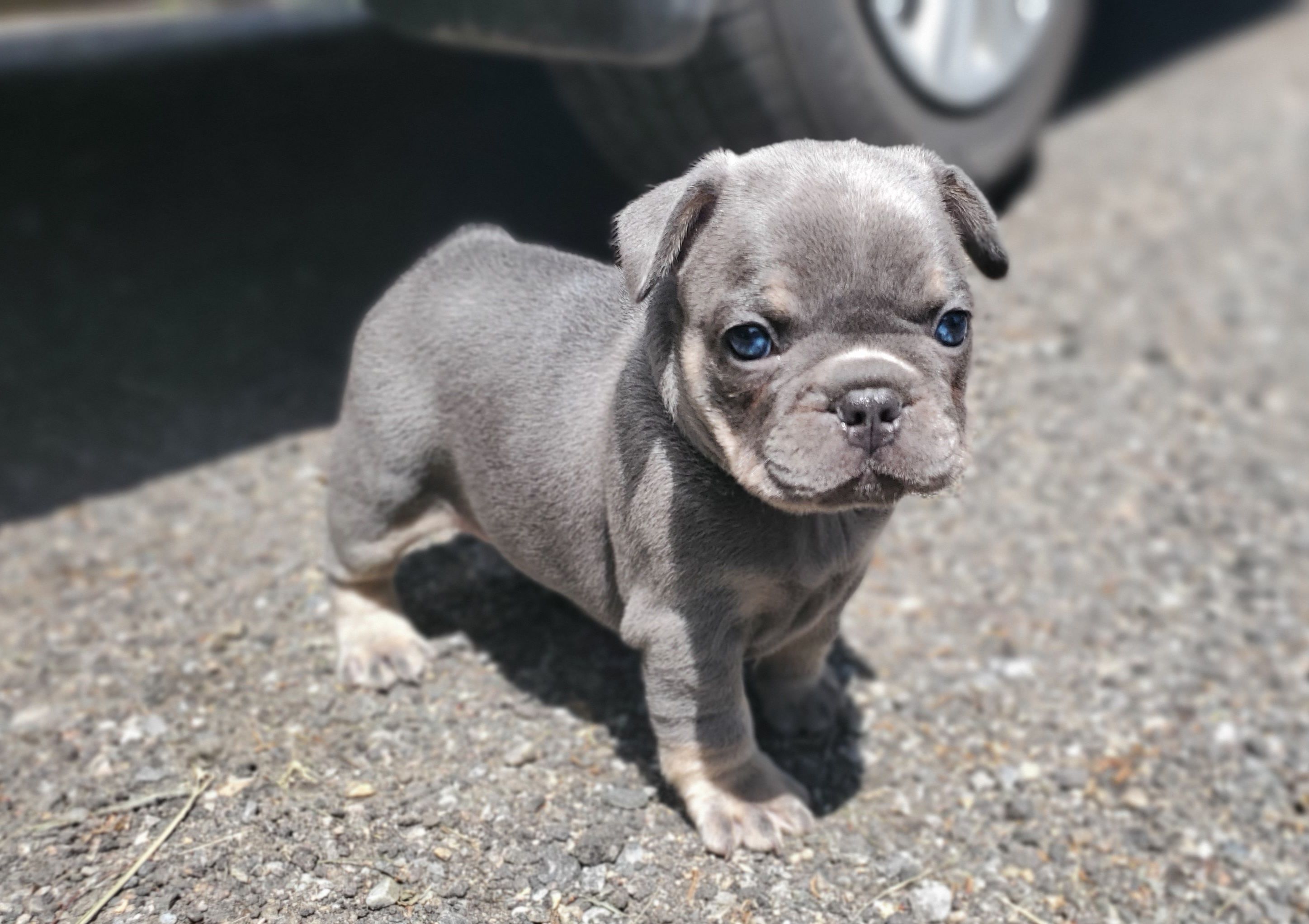 Chiots bouledogue français