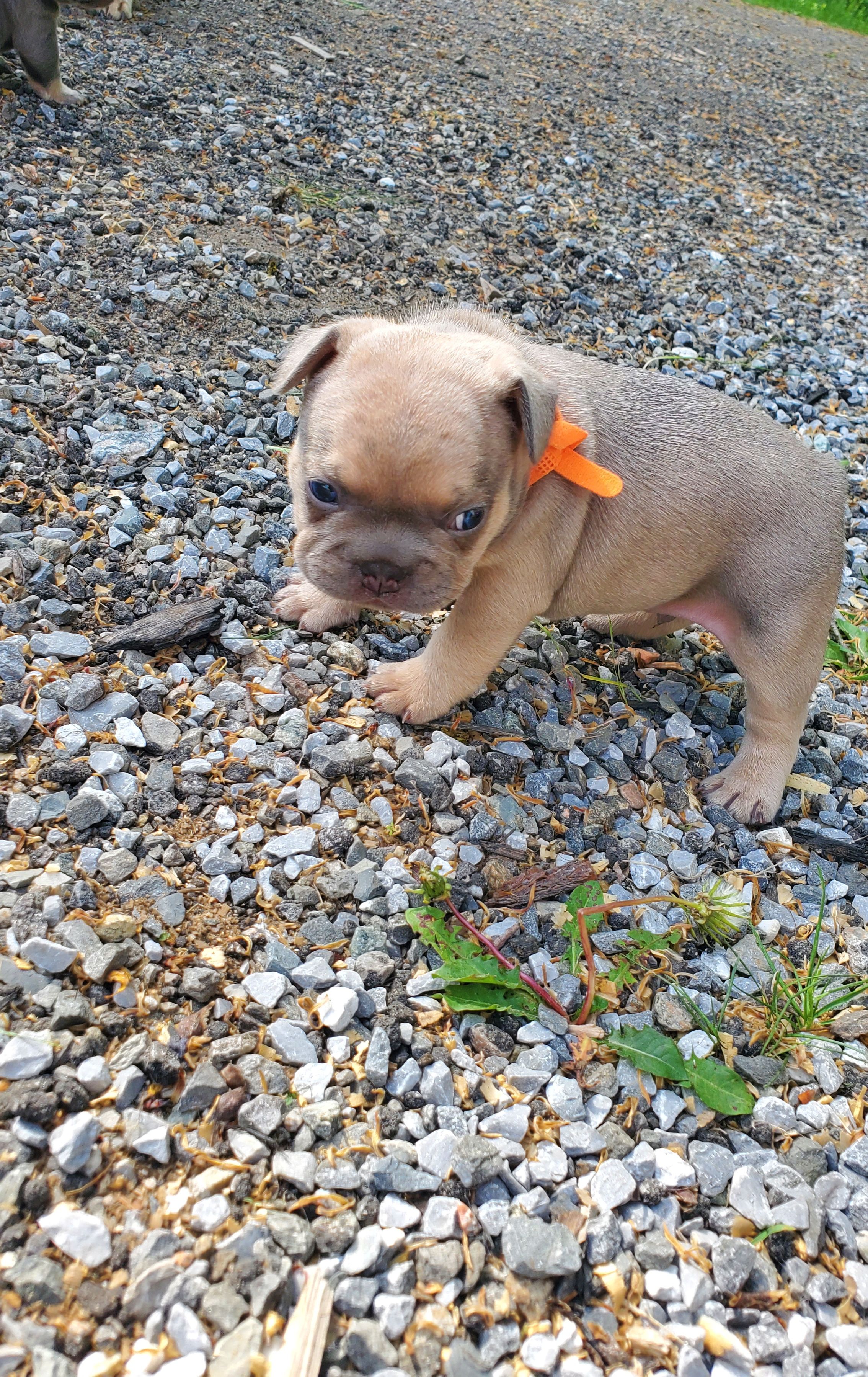 Chiots bouledogue français