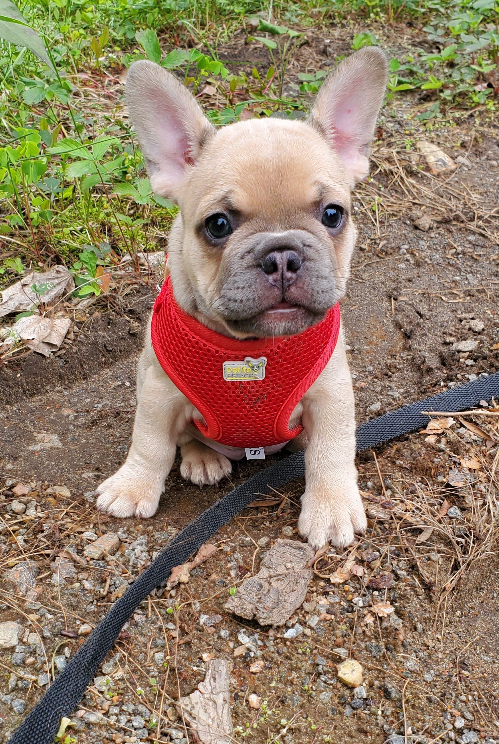 Chiots bouledogue français