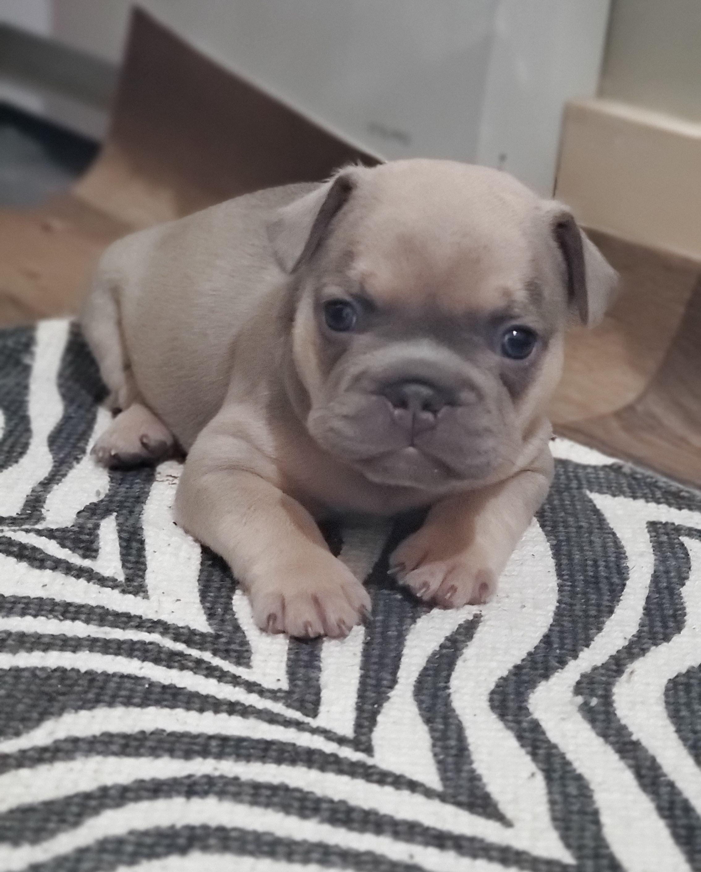 Chiots bouledogue français