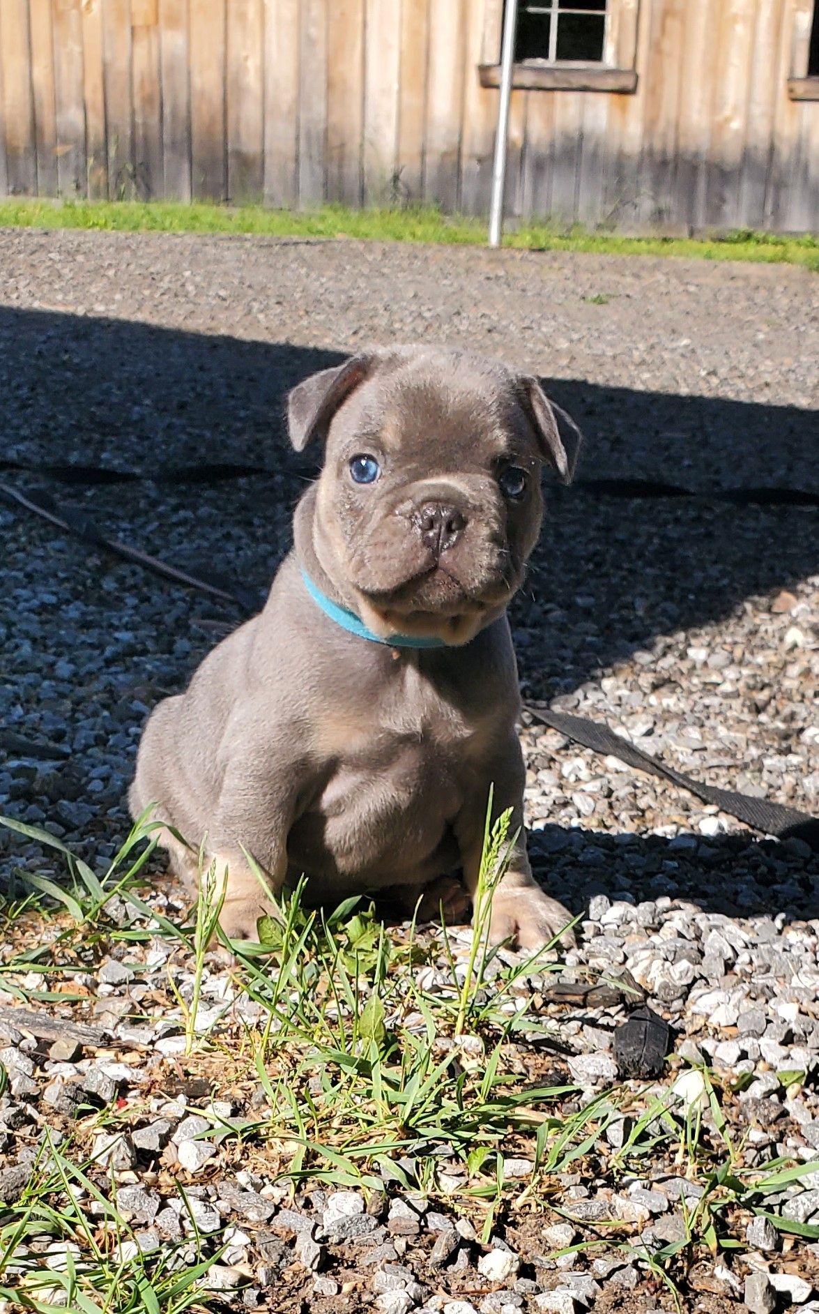 Chiots bouledogue français