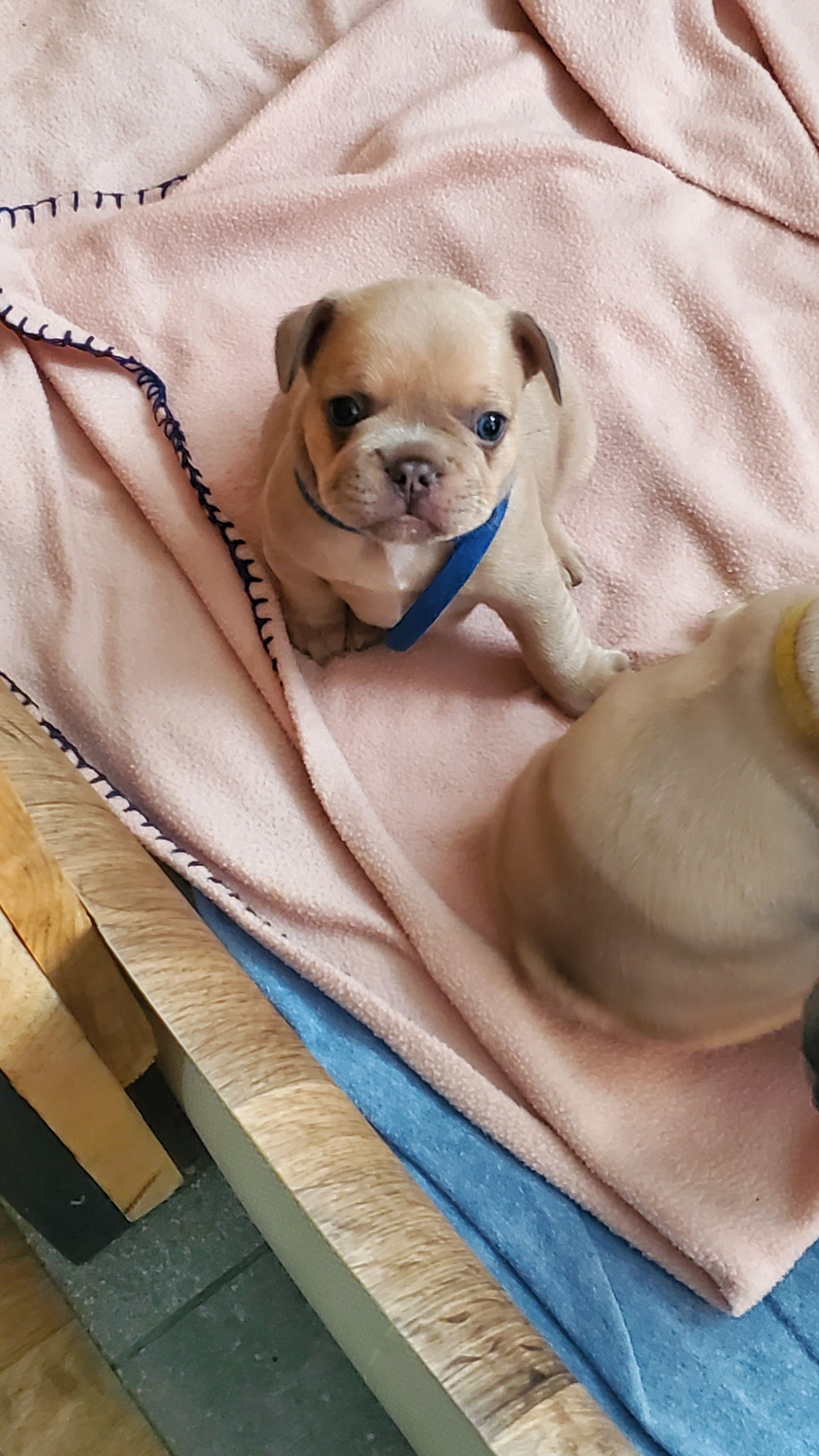 Chiots bouledogue français