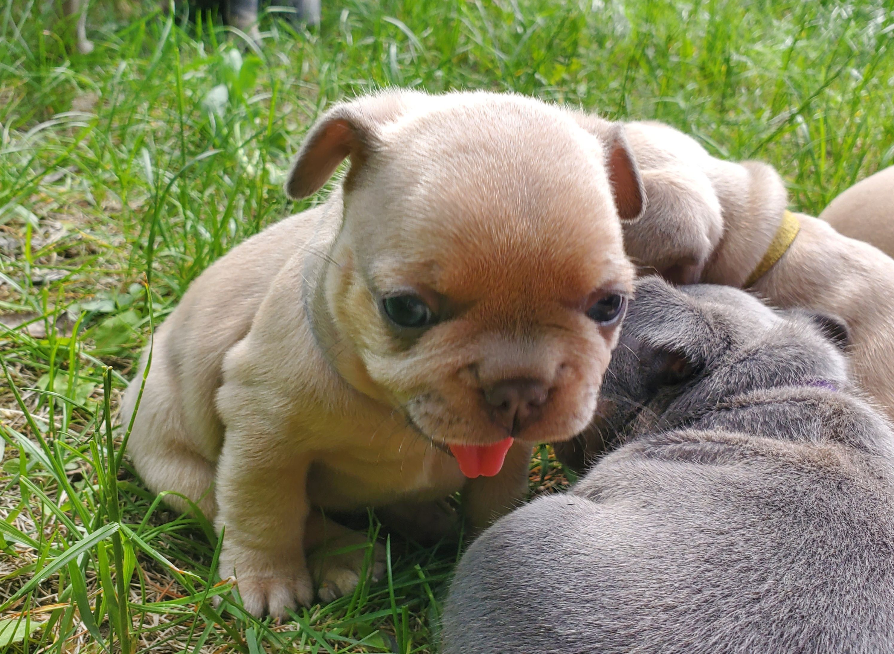 Chiots bouledogue français