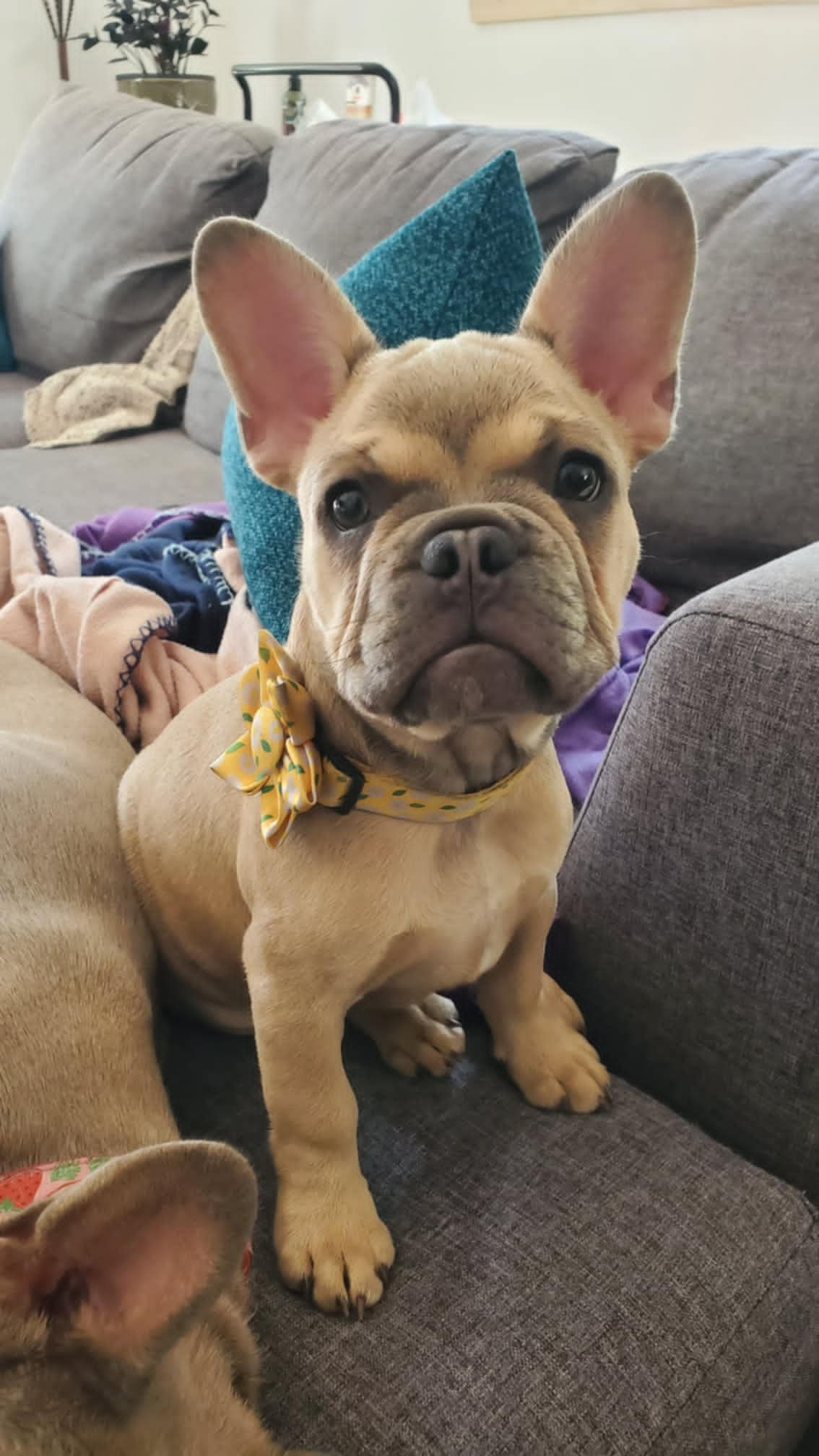 Chiots bouledogue français