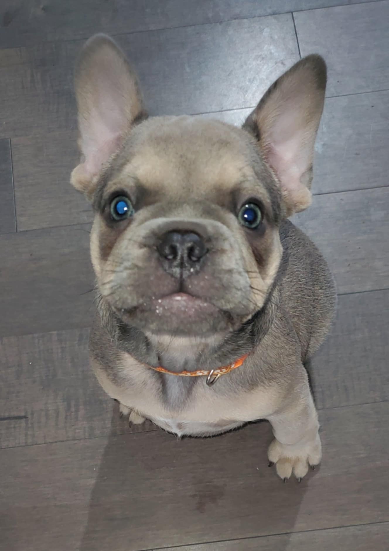 Chiots bouledogue français