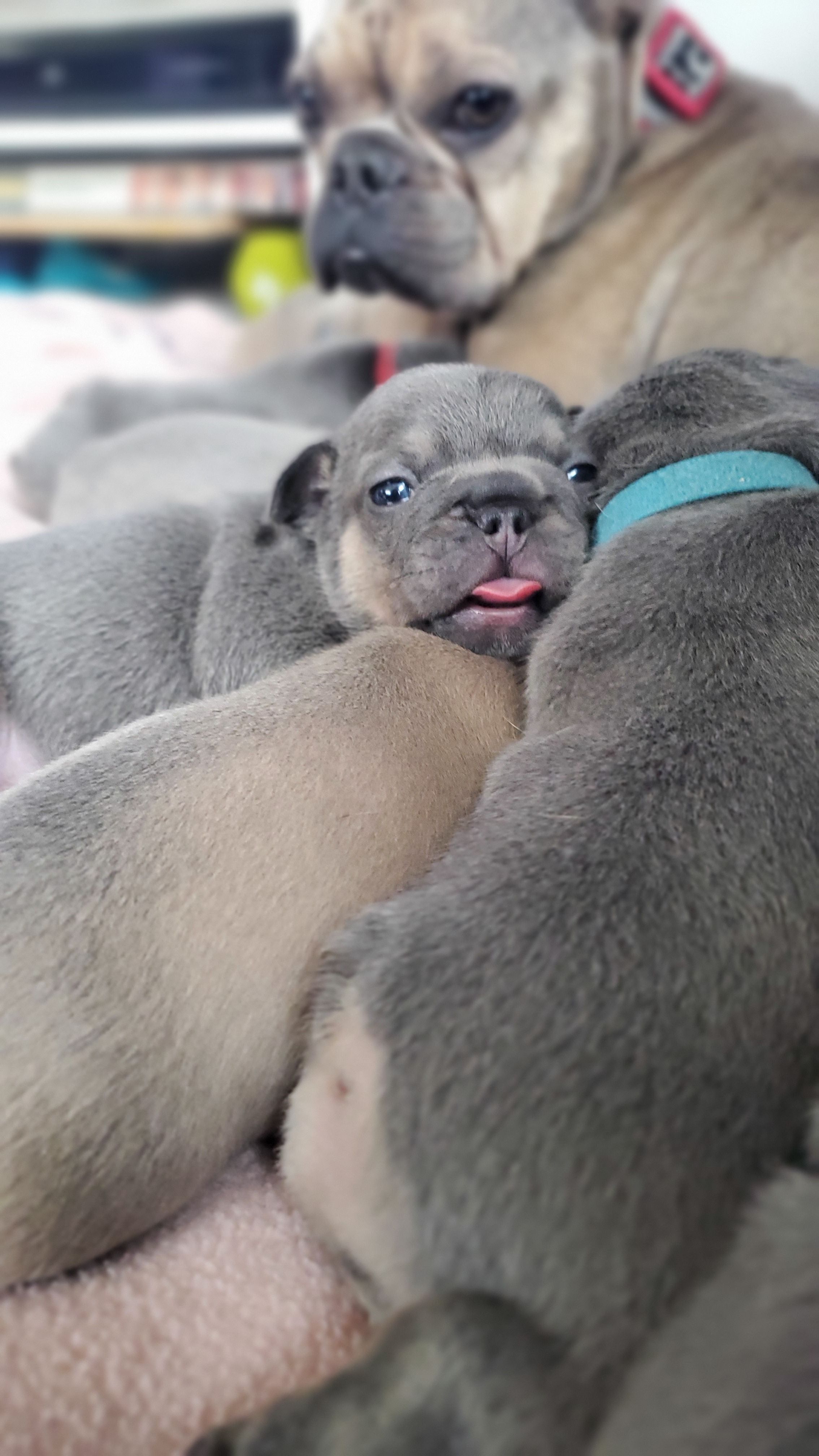 Chiots bouledogue français