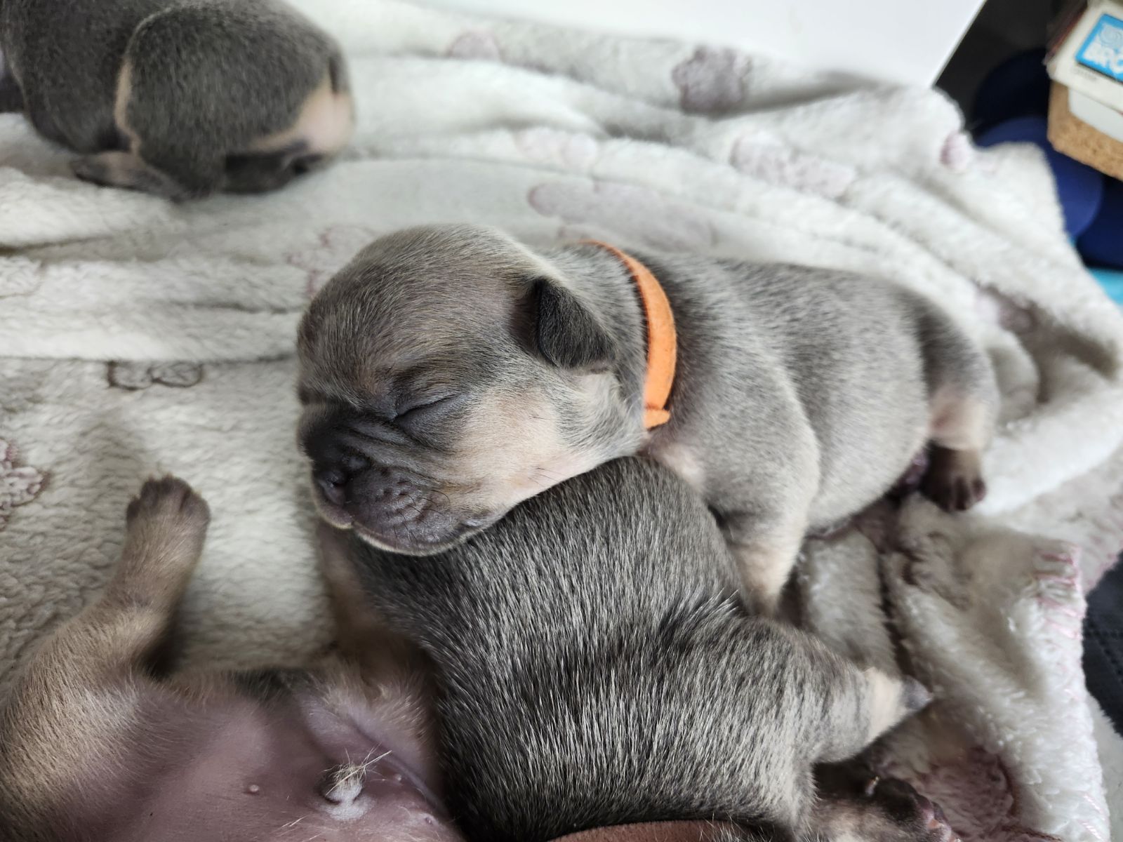 Chiots bouledogue français