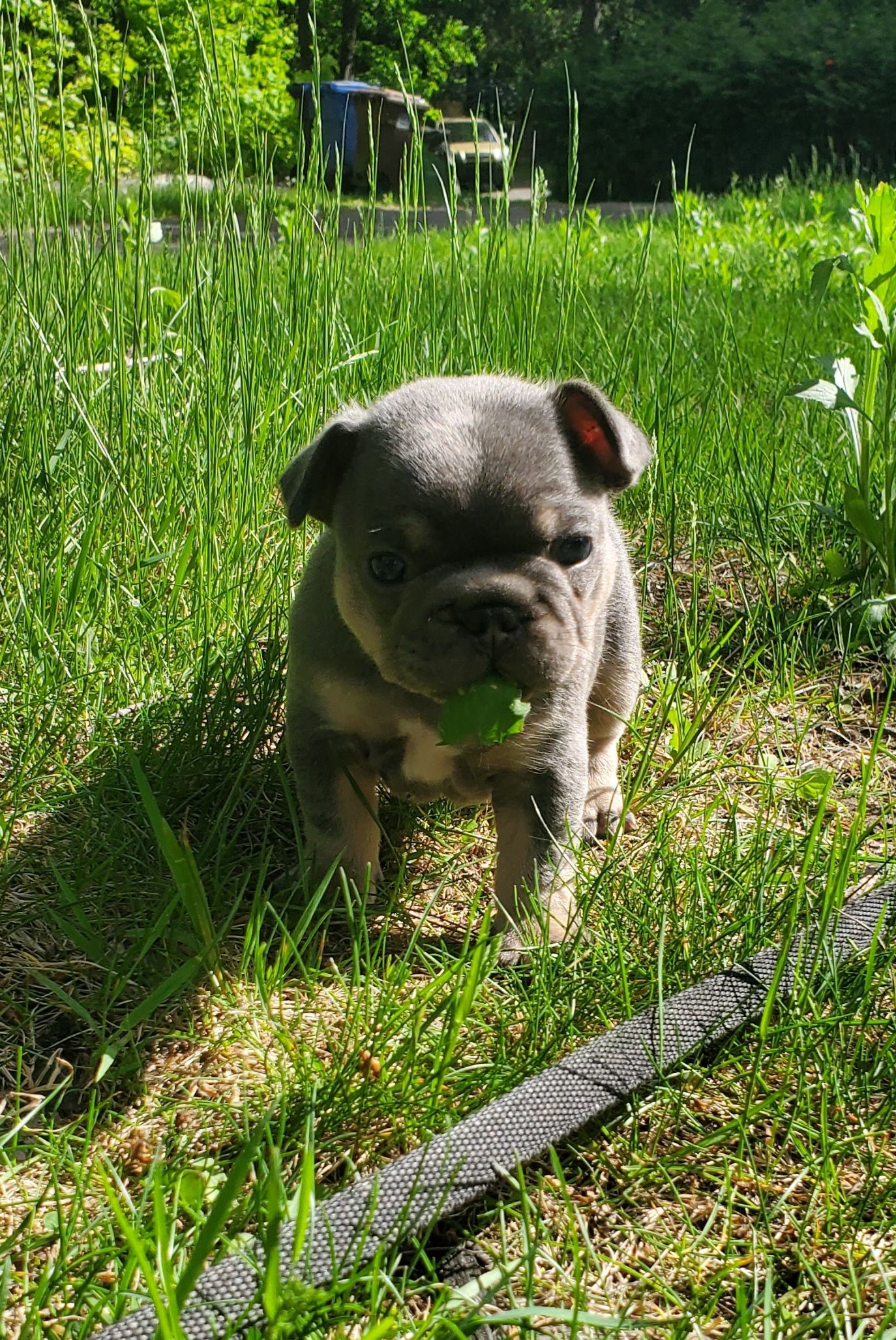 Chiots bouledogue français