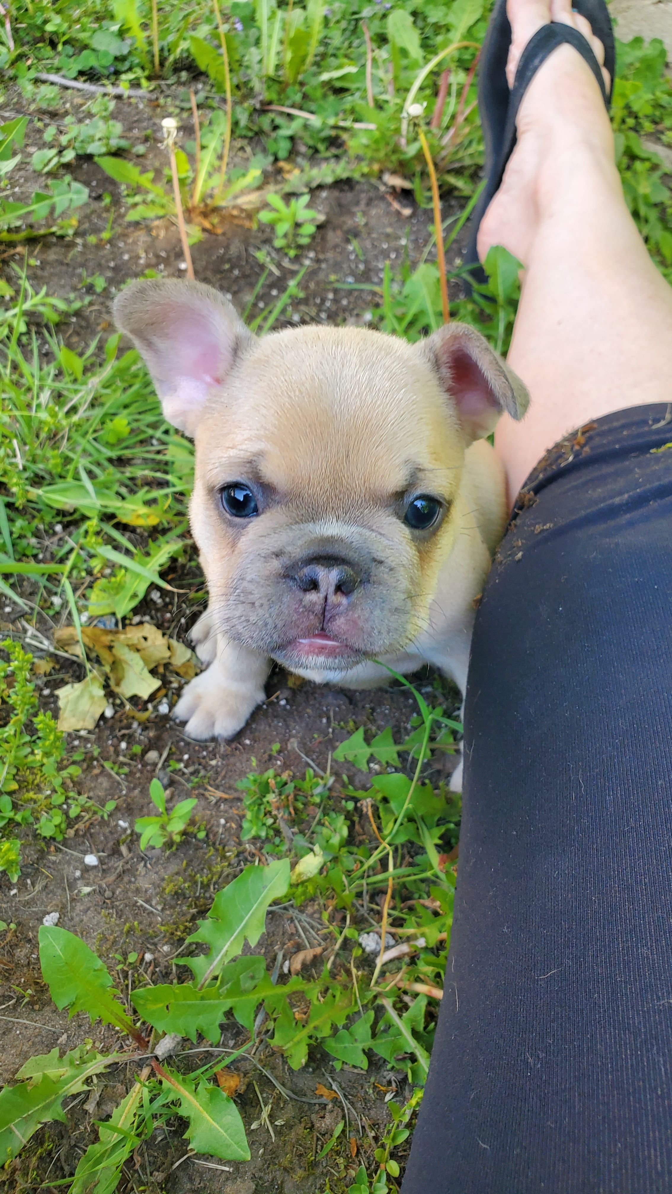 Chiots bouledogue français