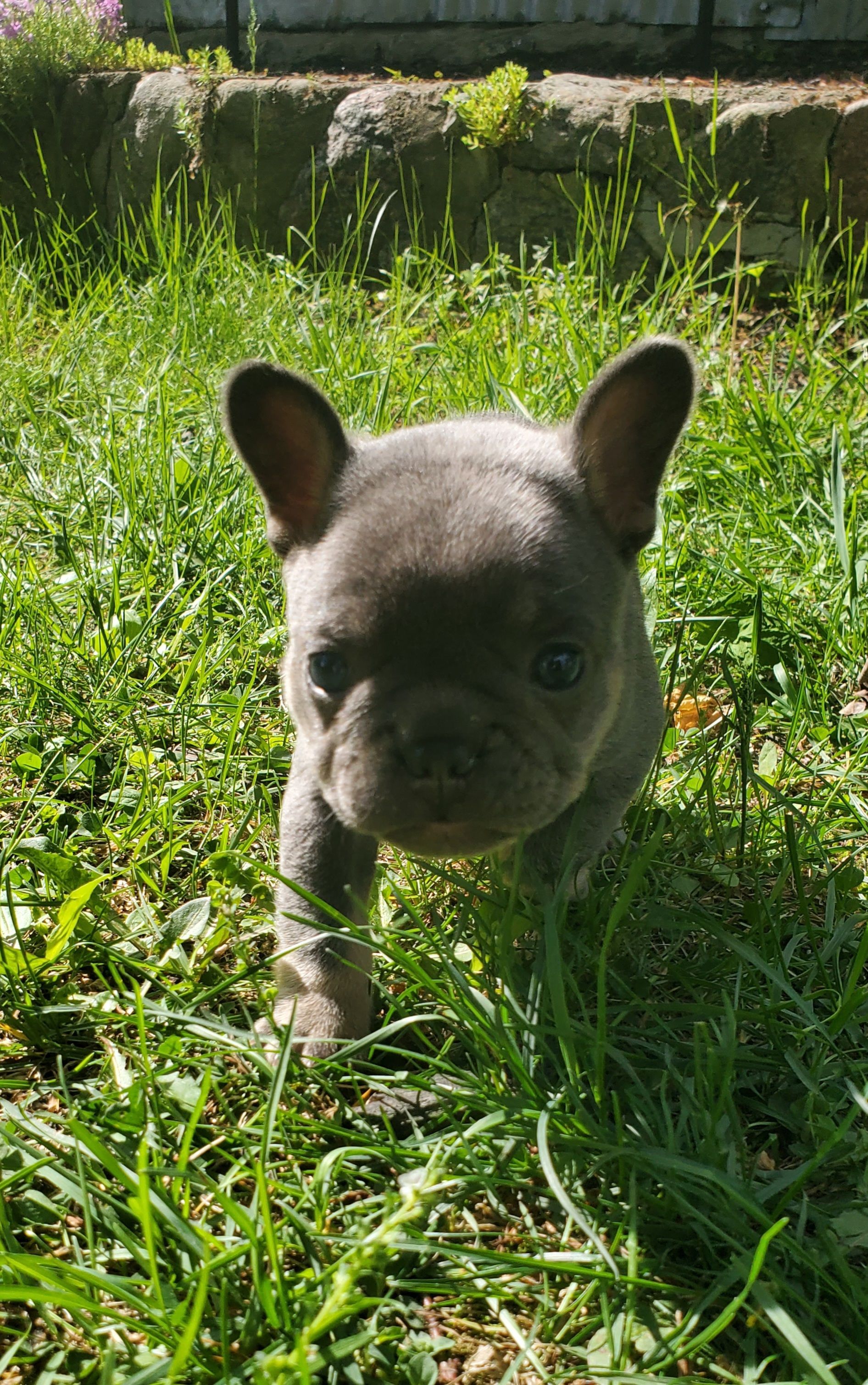 Chiots bouledogue français