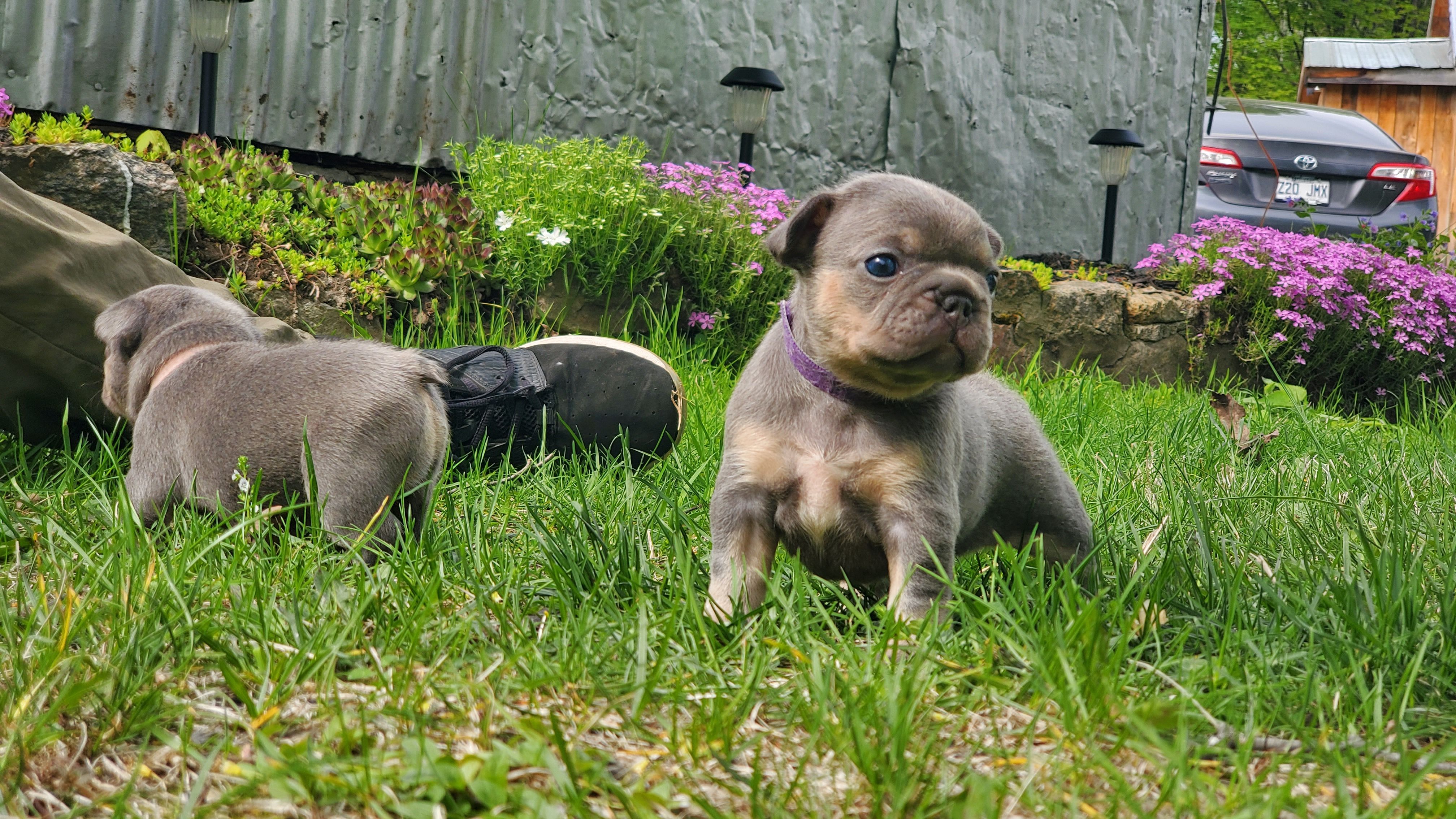 Chiots bouledogue français