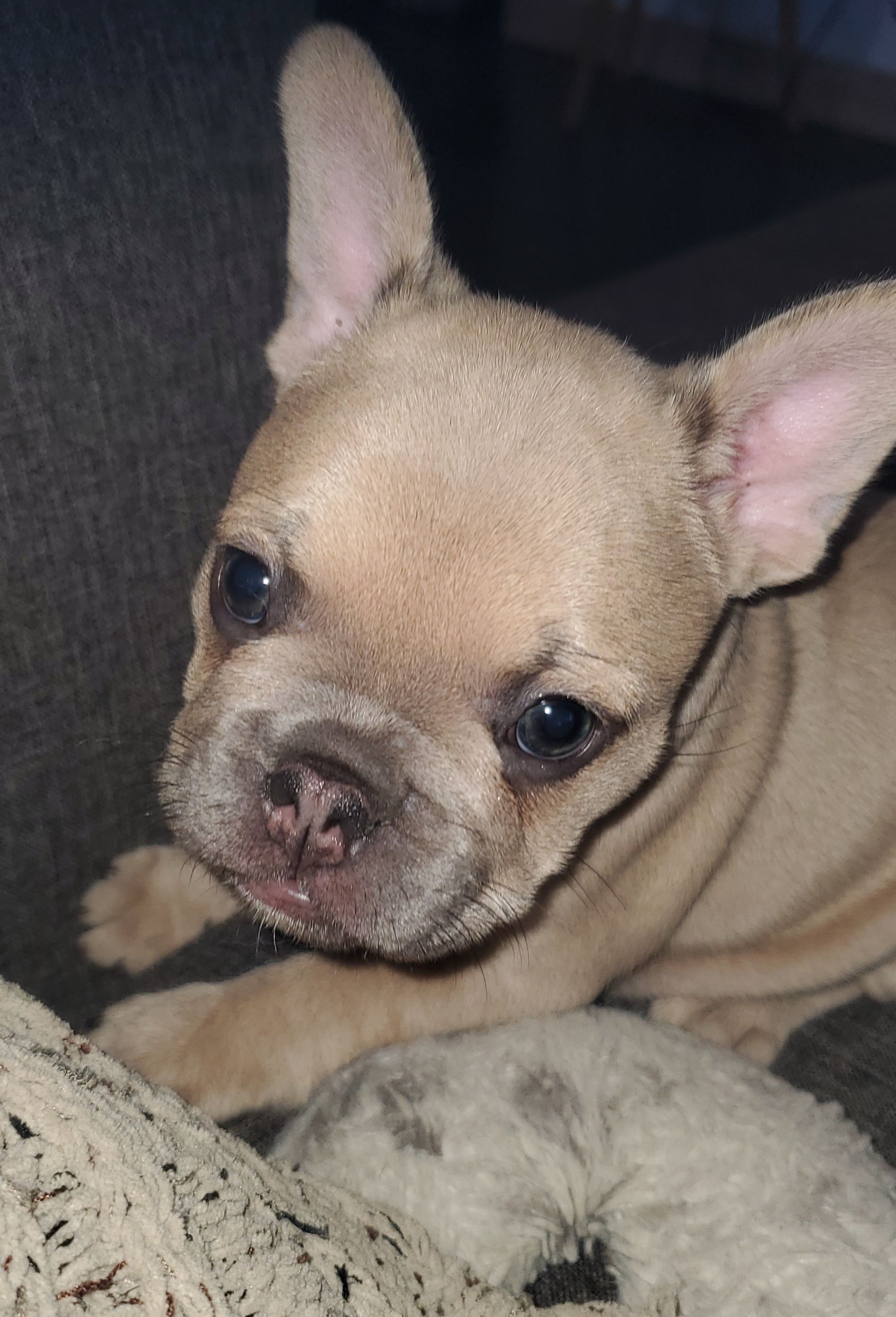 Chiots bouledogue français