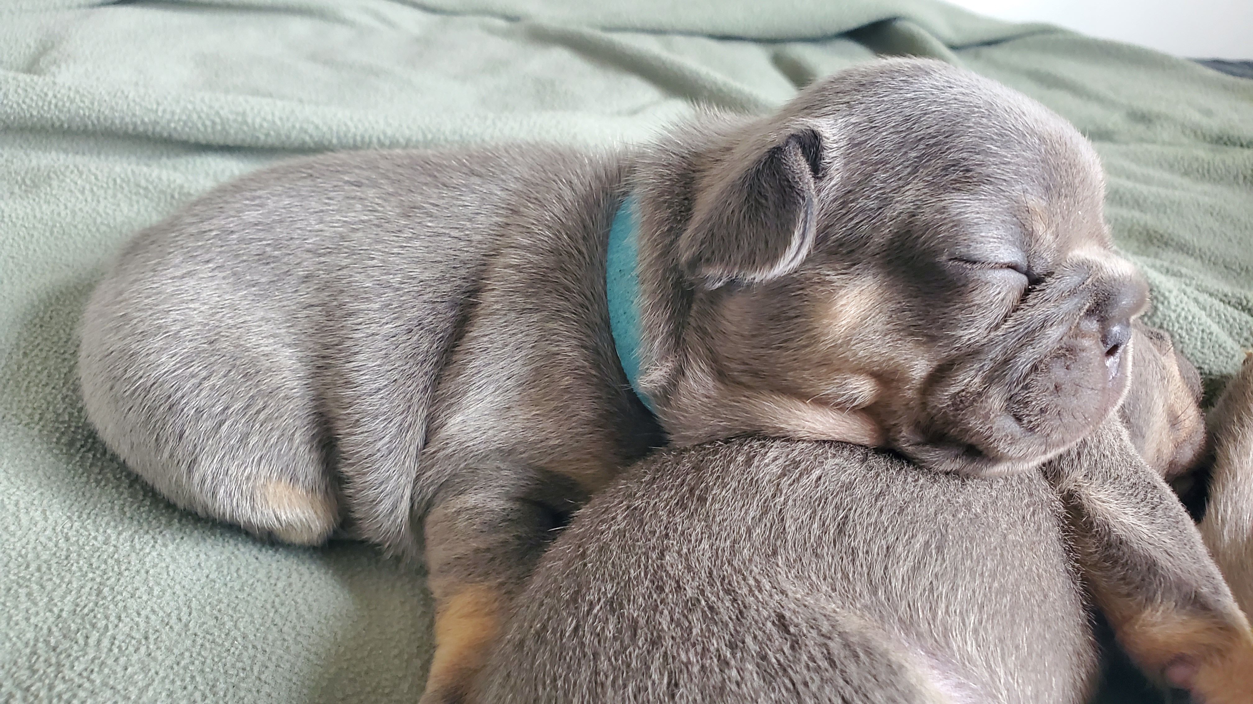 Chiots bouledogue français