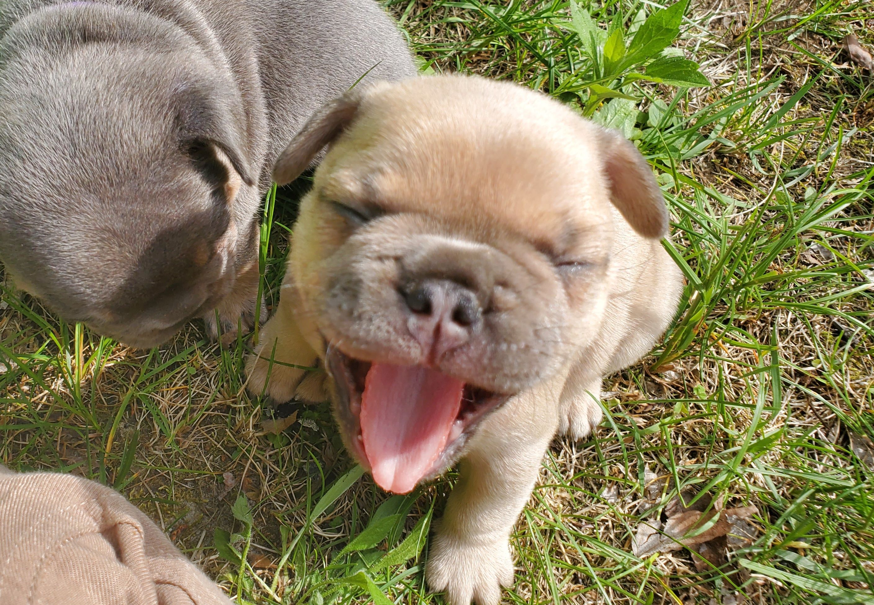 Chiots bouledogue français