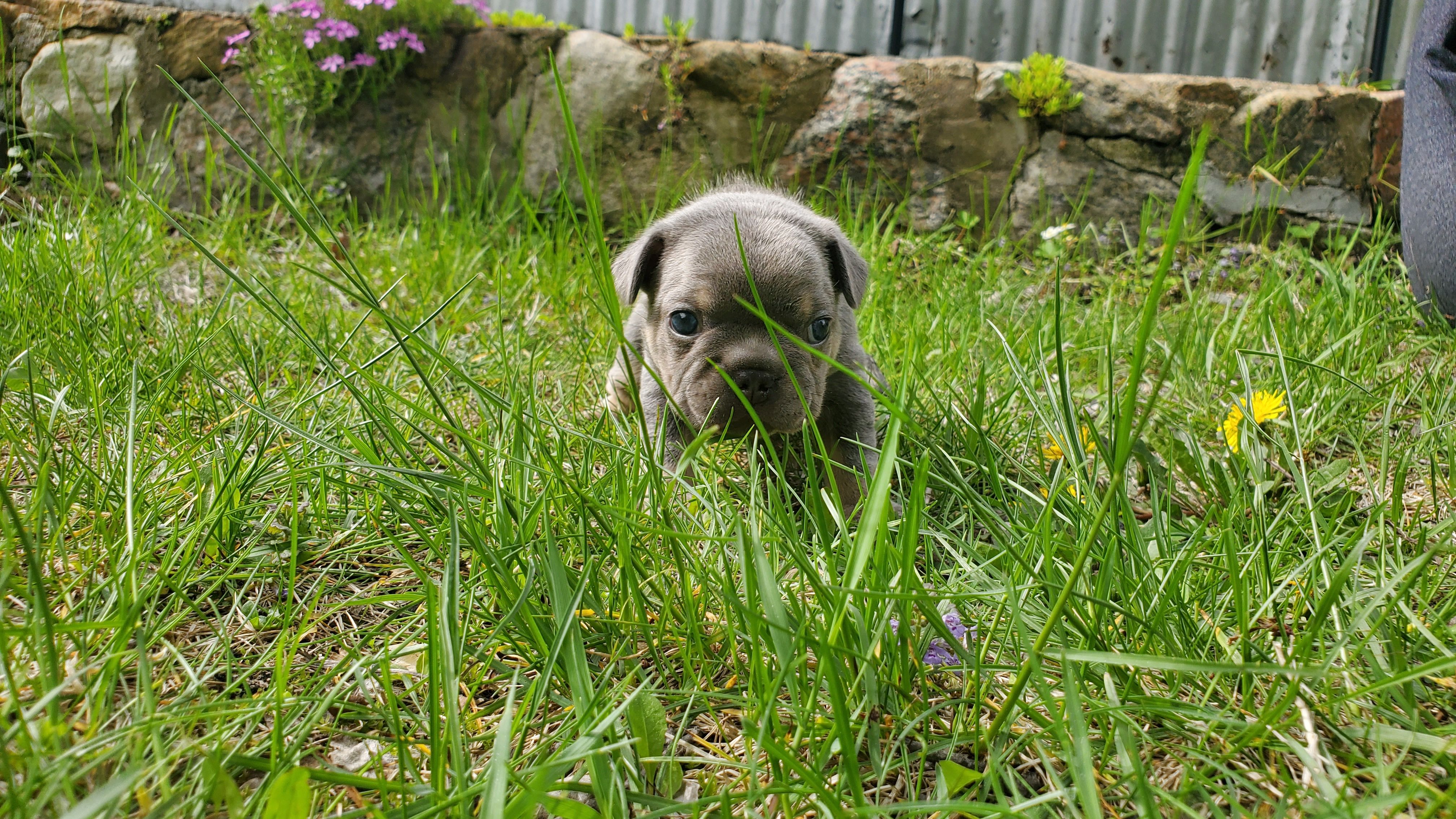 Chiots bouledogue français