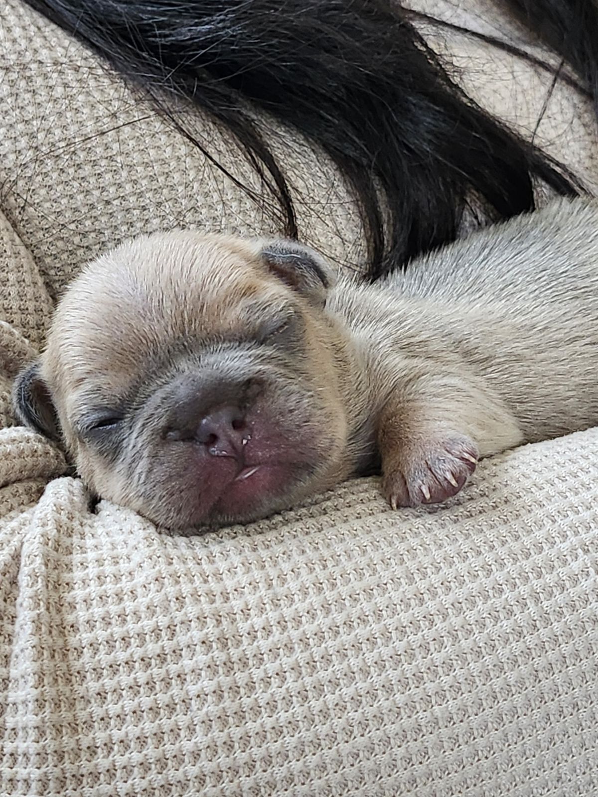 Chiots bouledogue français