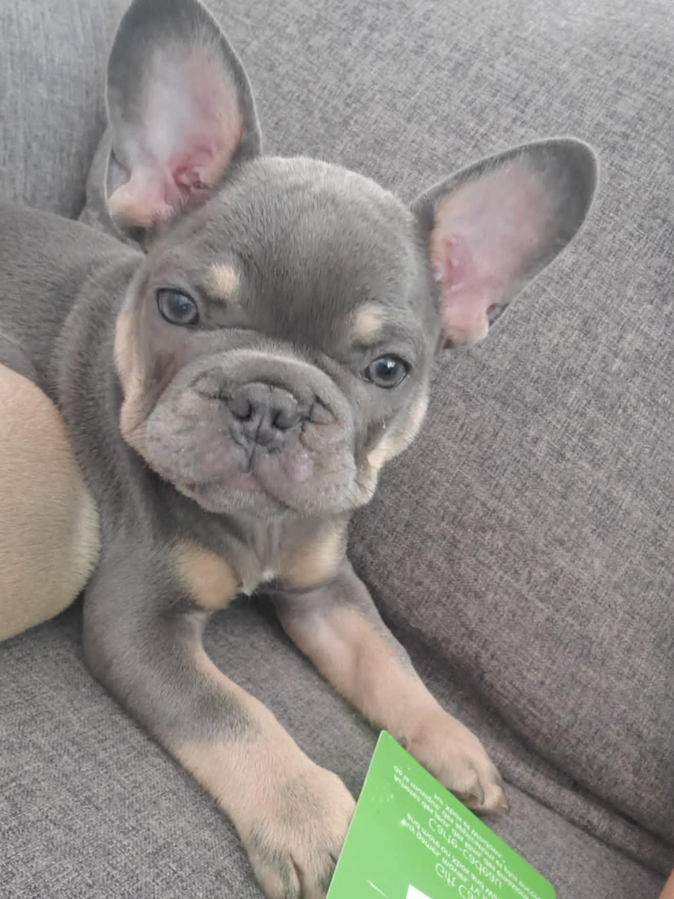 Chiots bouledogue français