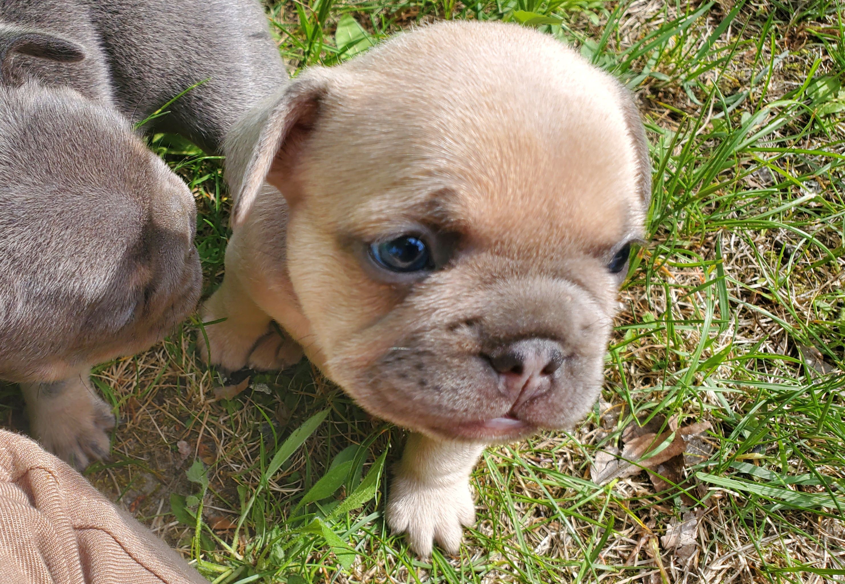 Chiots bouledogue français