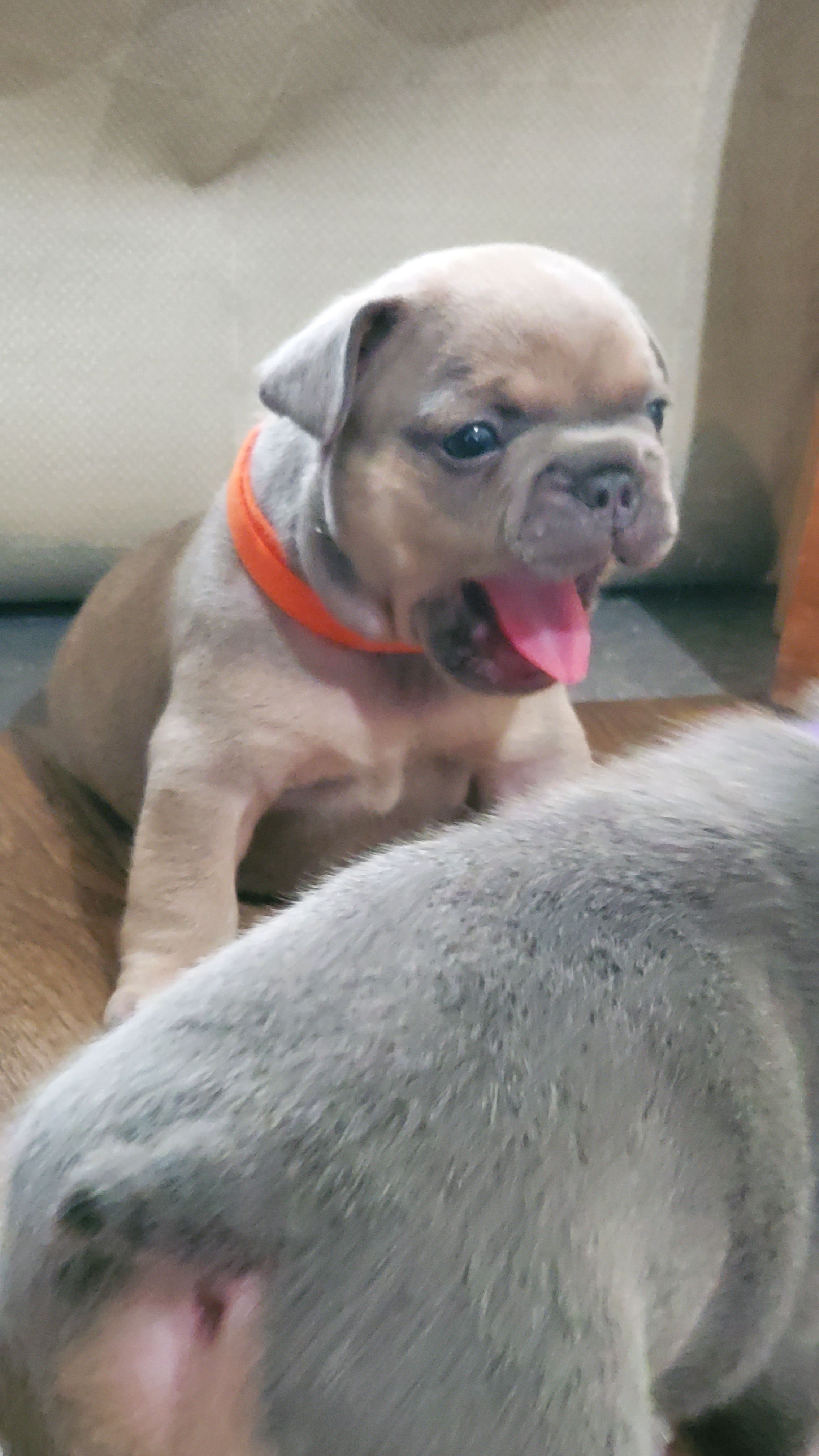 Chiots bouledogue français