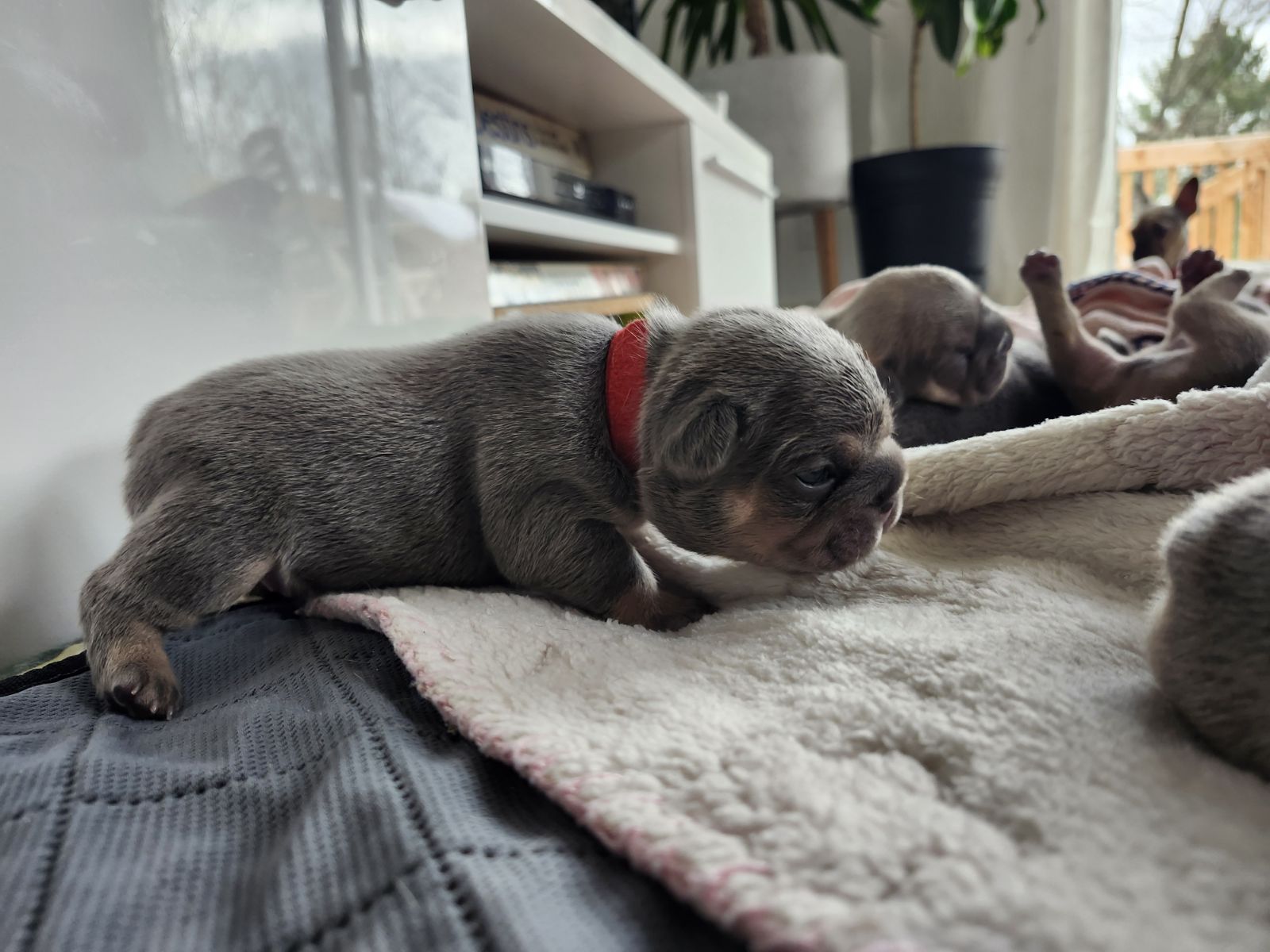 Chiots bouledogue français