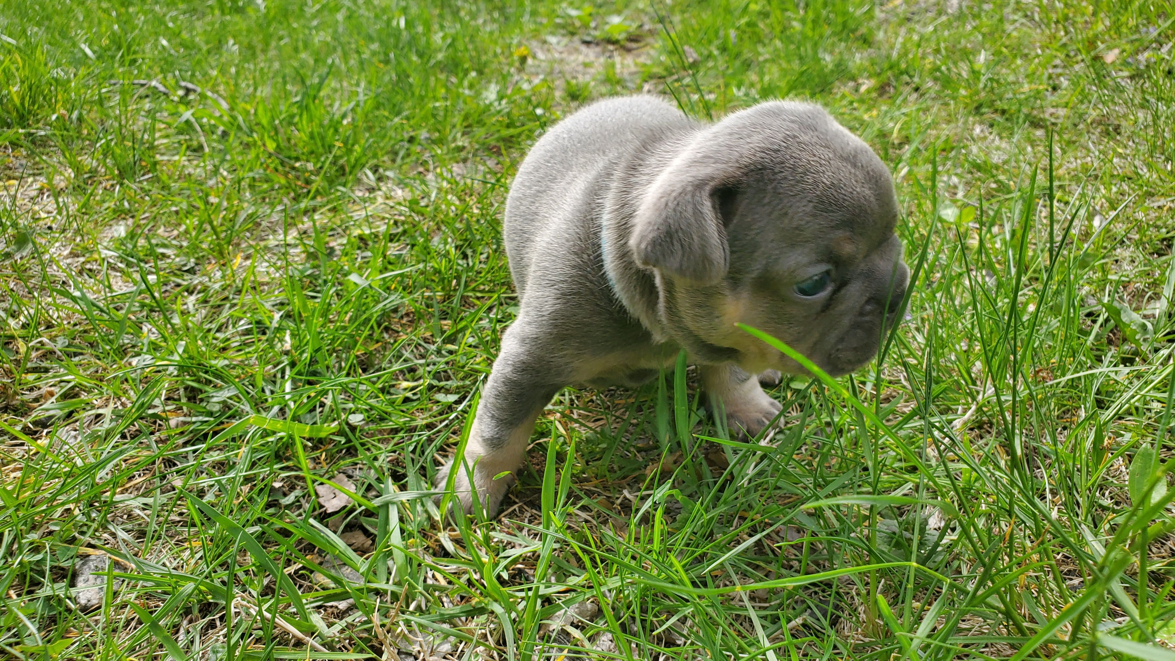 Chiots bouledogue français