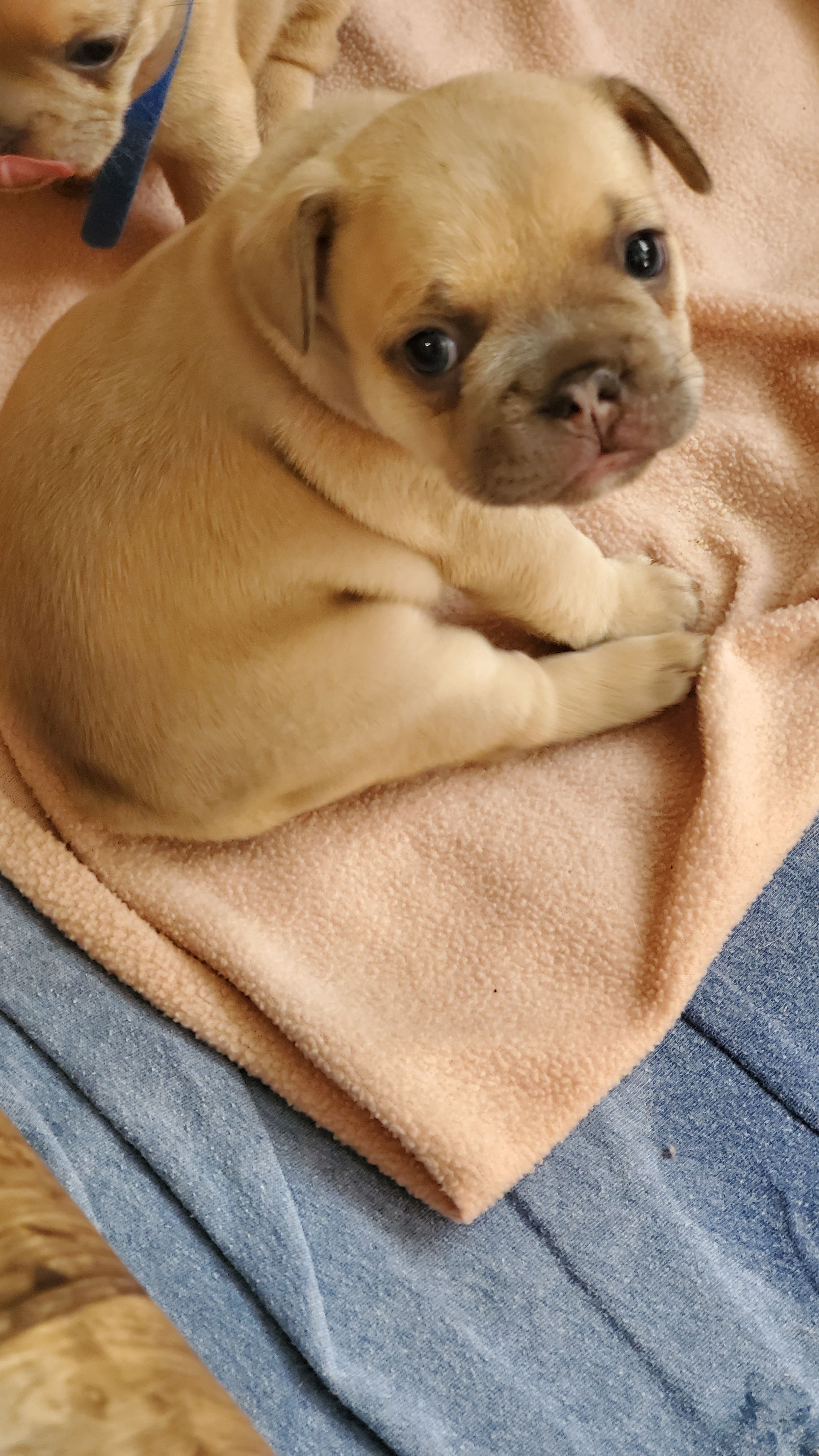 Chiots bouledogue français