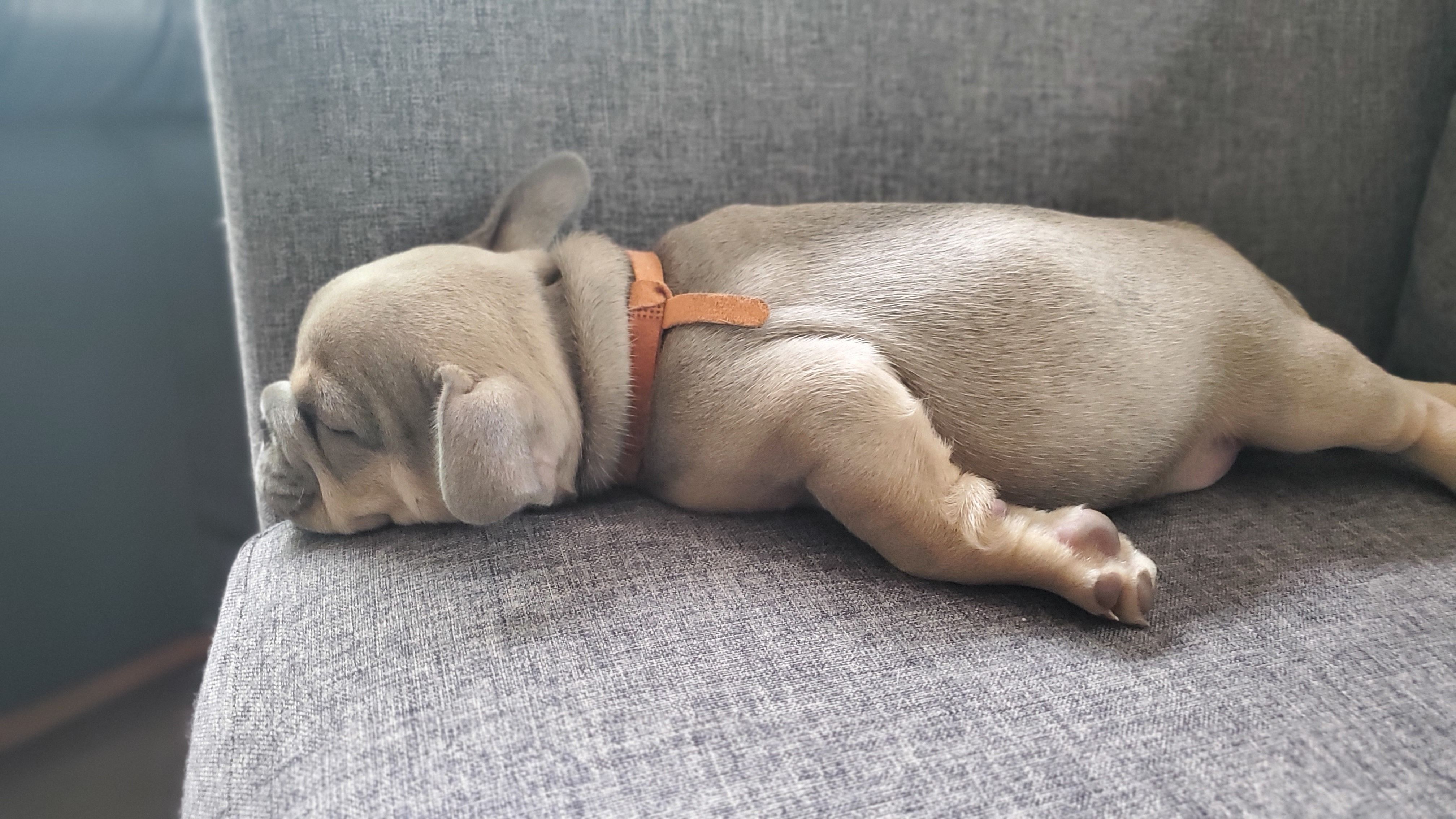 Chiots bouledogue français