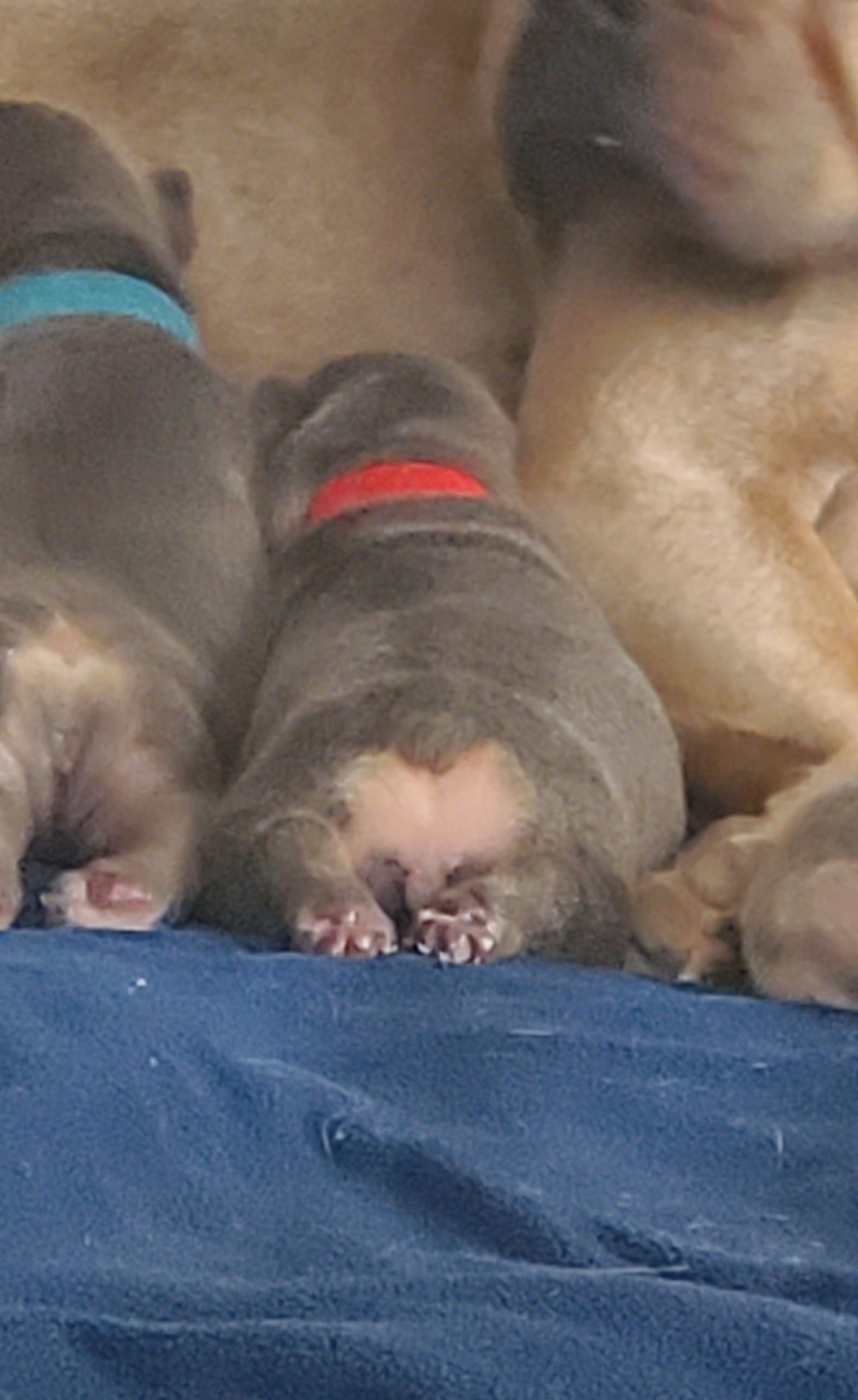 Chiots bouledogue français