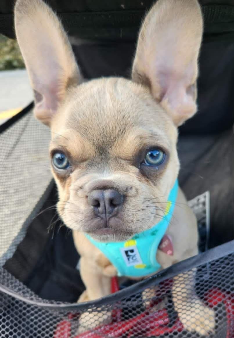 Chiots bouledogue français